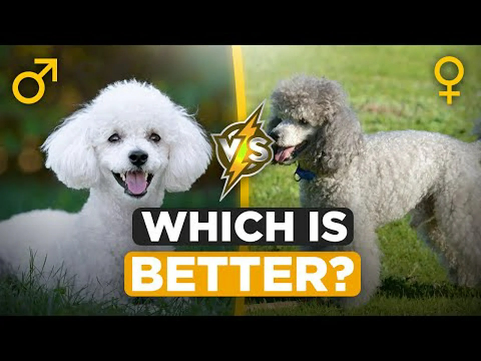 プードルのオスとメス: 4 つの主な違い プードルのオスとメス: 4 つの主な違い