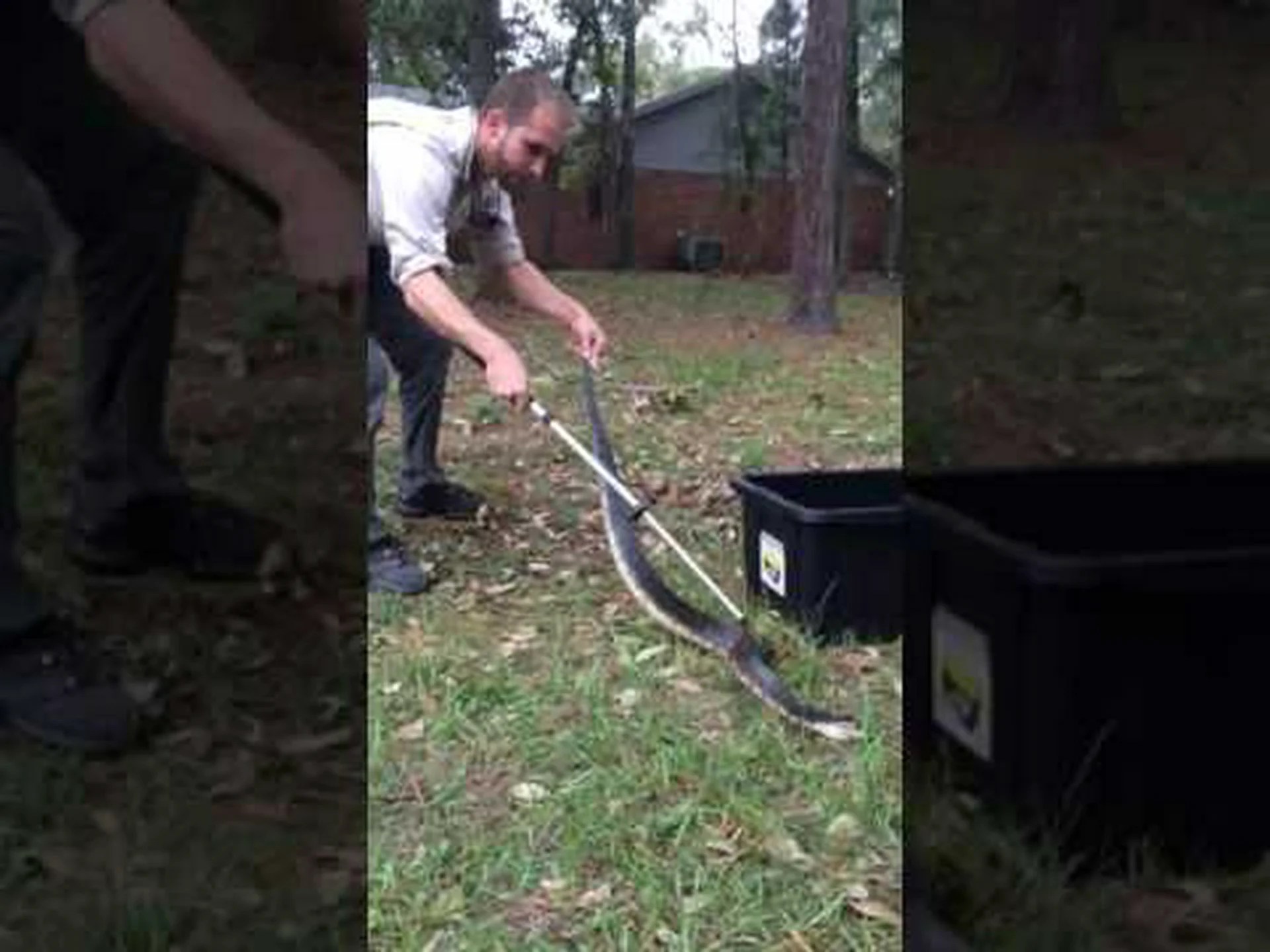 イリノイ州のコットンマウス: 生息地と咬傷頻度 イリノイ州のコットンマウス: 生息地と咬傷頻度