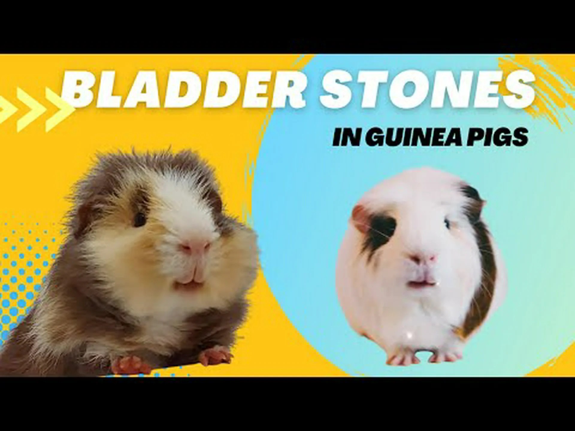 モルモットの膀胱結石:知っておくべきことすべて モルモットの膀胱結石:知っておくべきことすべて