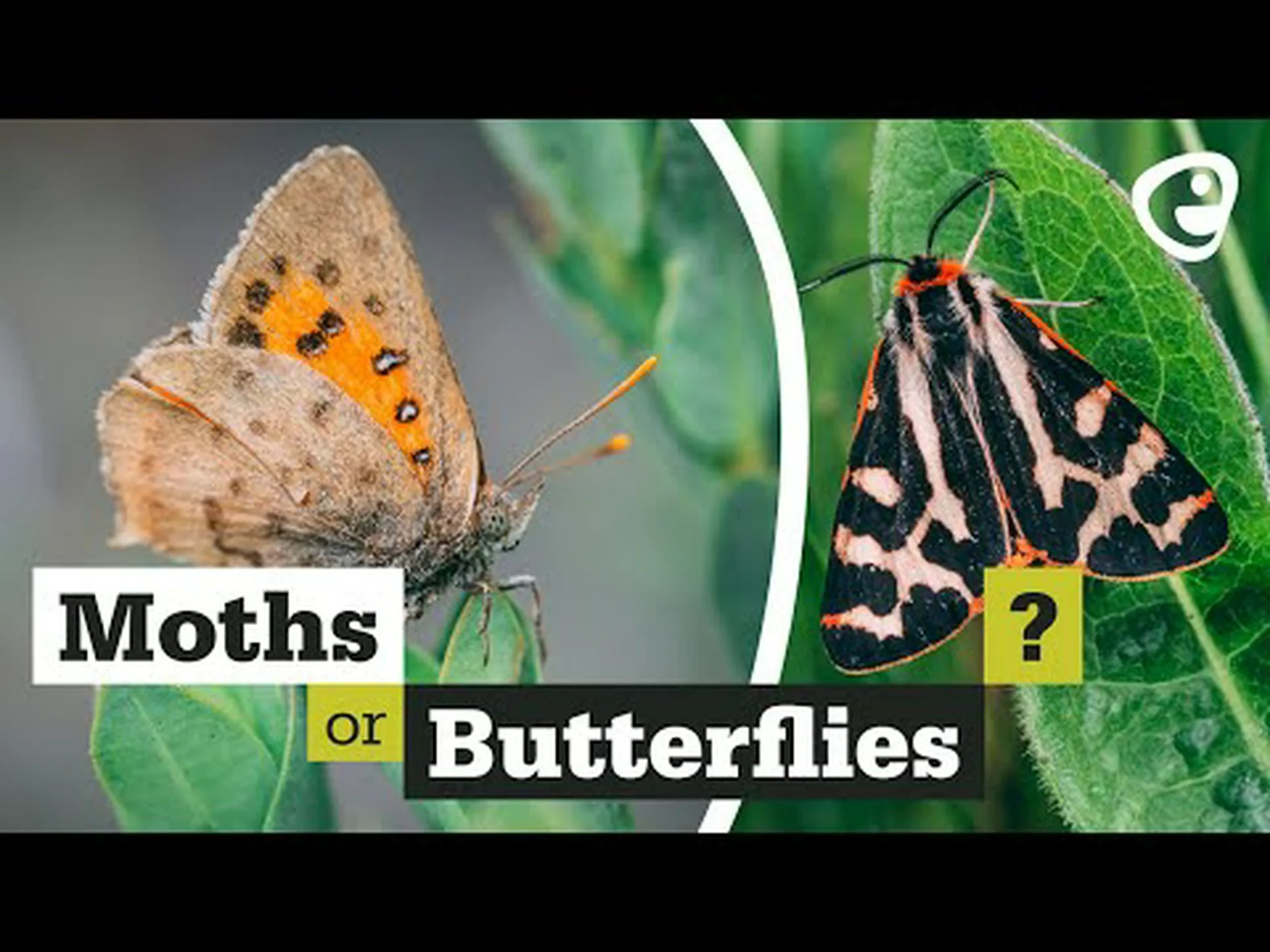 蛾と蝶: 8 つの主な違い 蛾と蝶: 8 つの主な違い