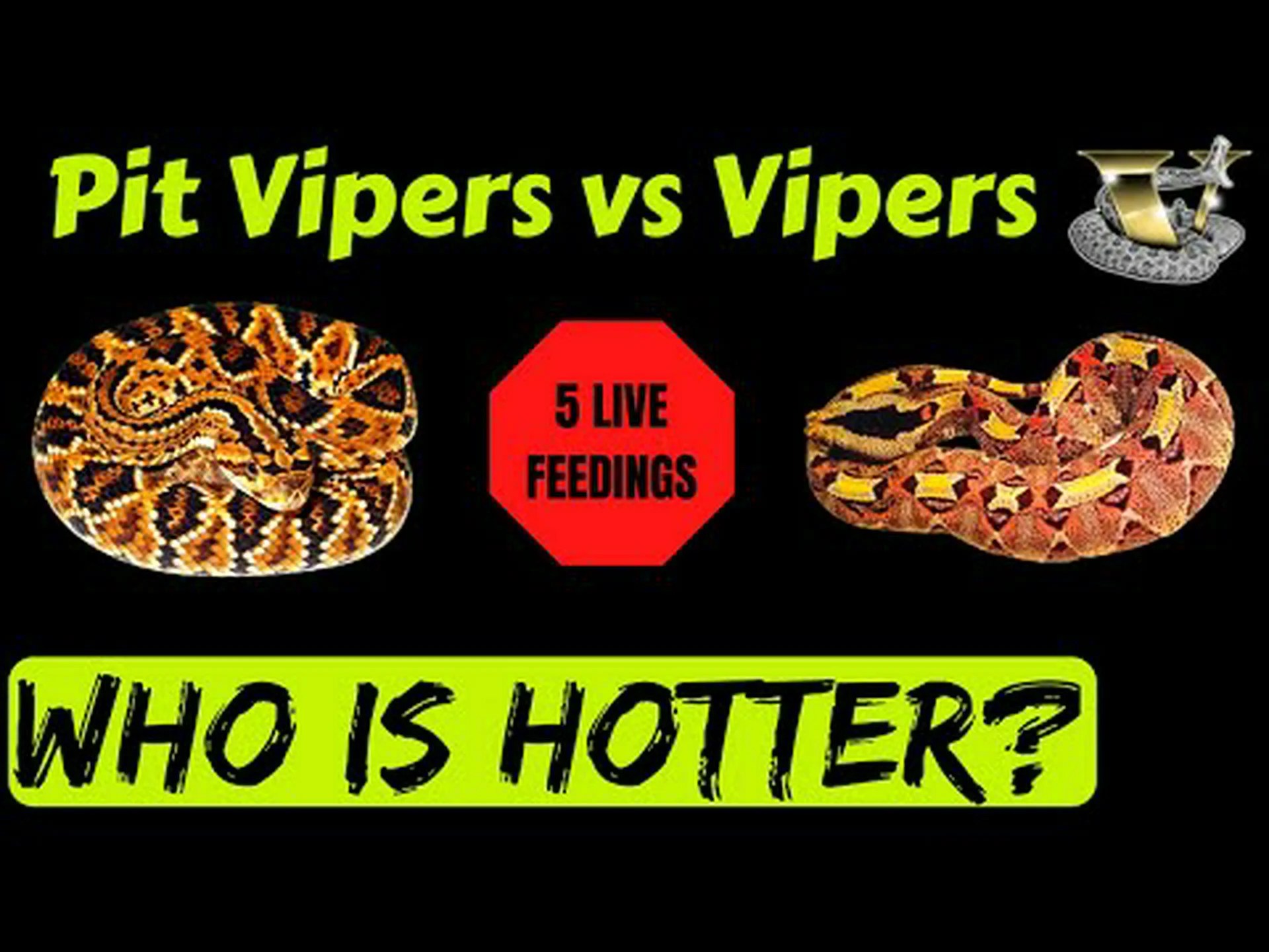 ガラガラヘビとクサリヘビはどちらがより有毒ですか? ガラガラヘビとクサリヘビはどちらがより有毒ですか?