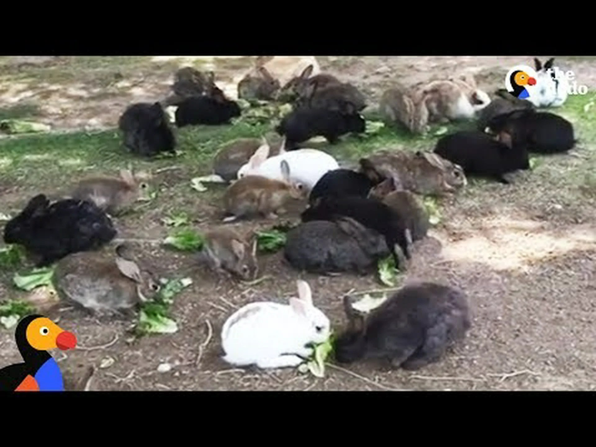 かわいい出没: ラスベガスがどのようにしてウサギであふれかえったのかを知る かわいい出没: ラスベガスがどのようにしてウサギであふれかえったのかを知る