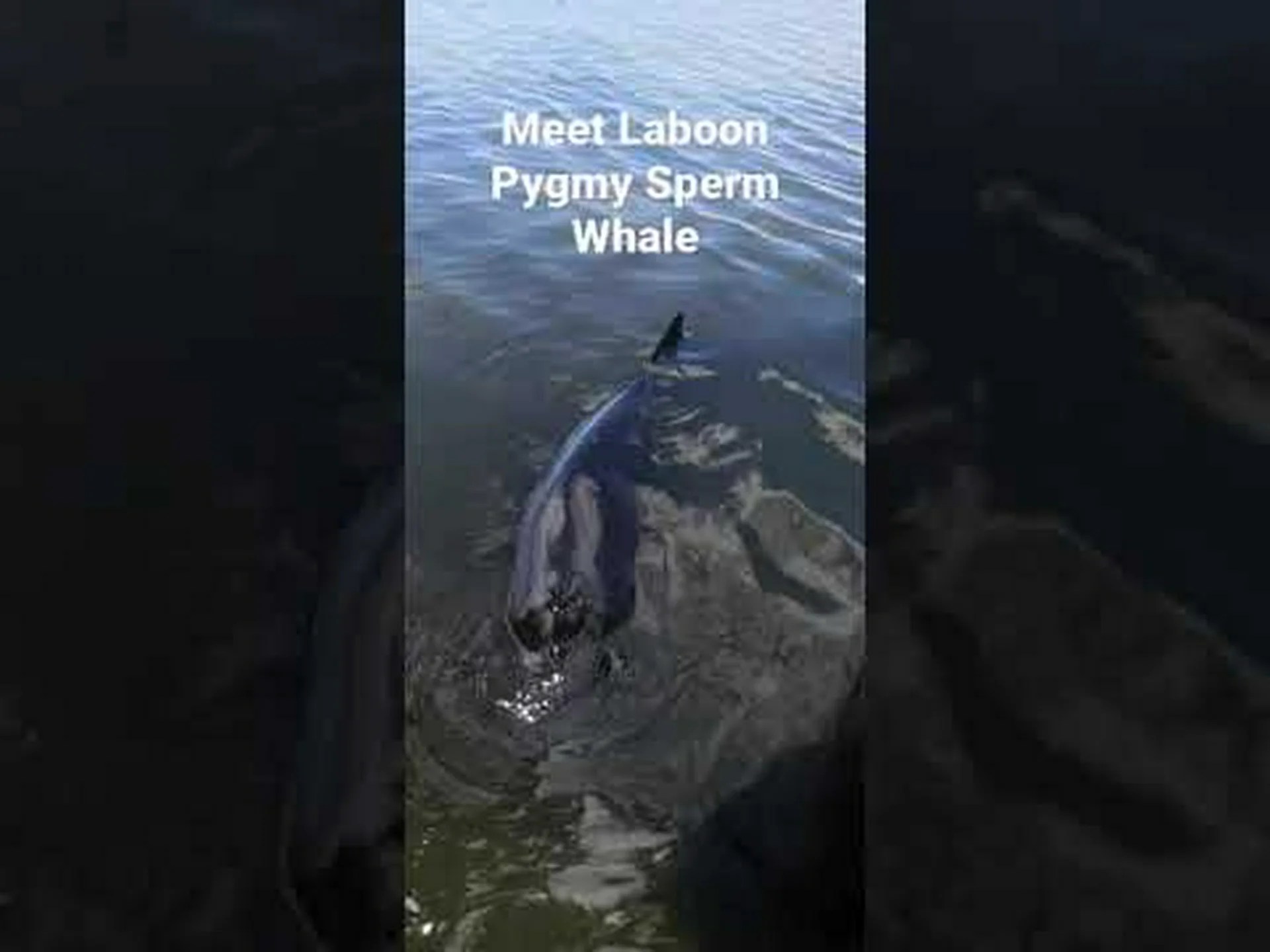 打ち上げられたピグミーマッコウクジラが自由になるのを観察する 打ち上げられたピグミーマッコウクジラが自由になるのを観察する