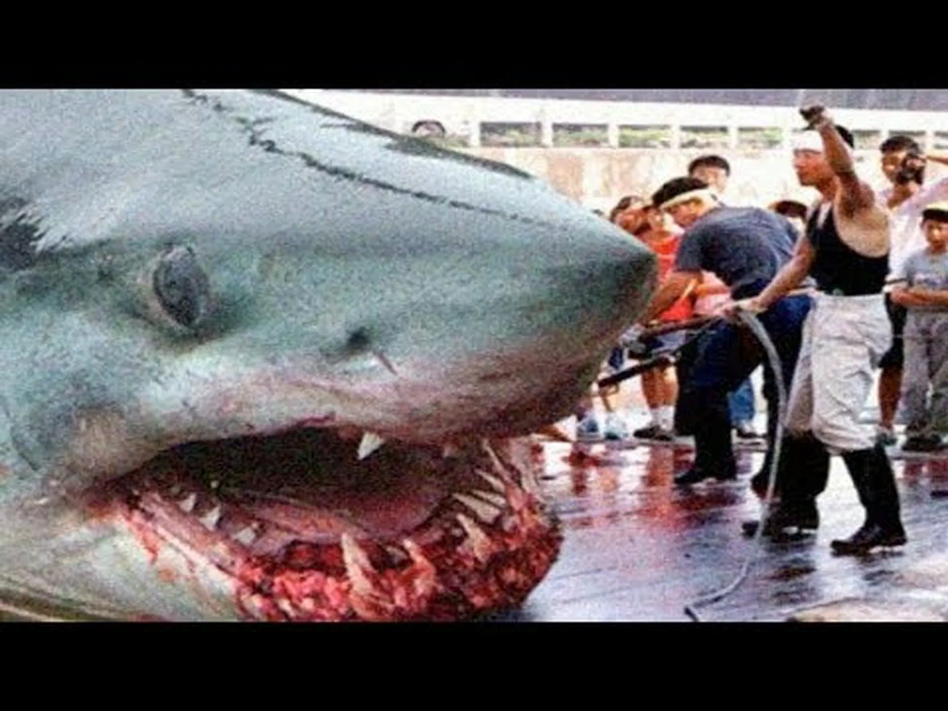 ノースカロライナ州の外岸に1,500ポンドの巨大なホオジロザメが移動しているのを発見 ノースカロライナ州の外岸に1,500ポンドの巨大なホオジロザメが移動しているのを発見
