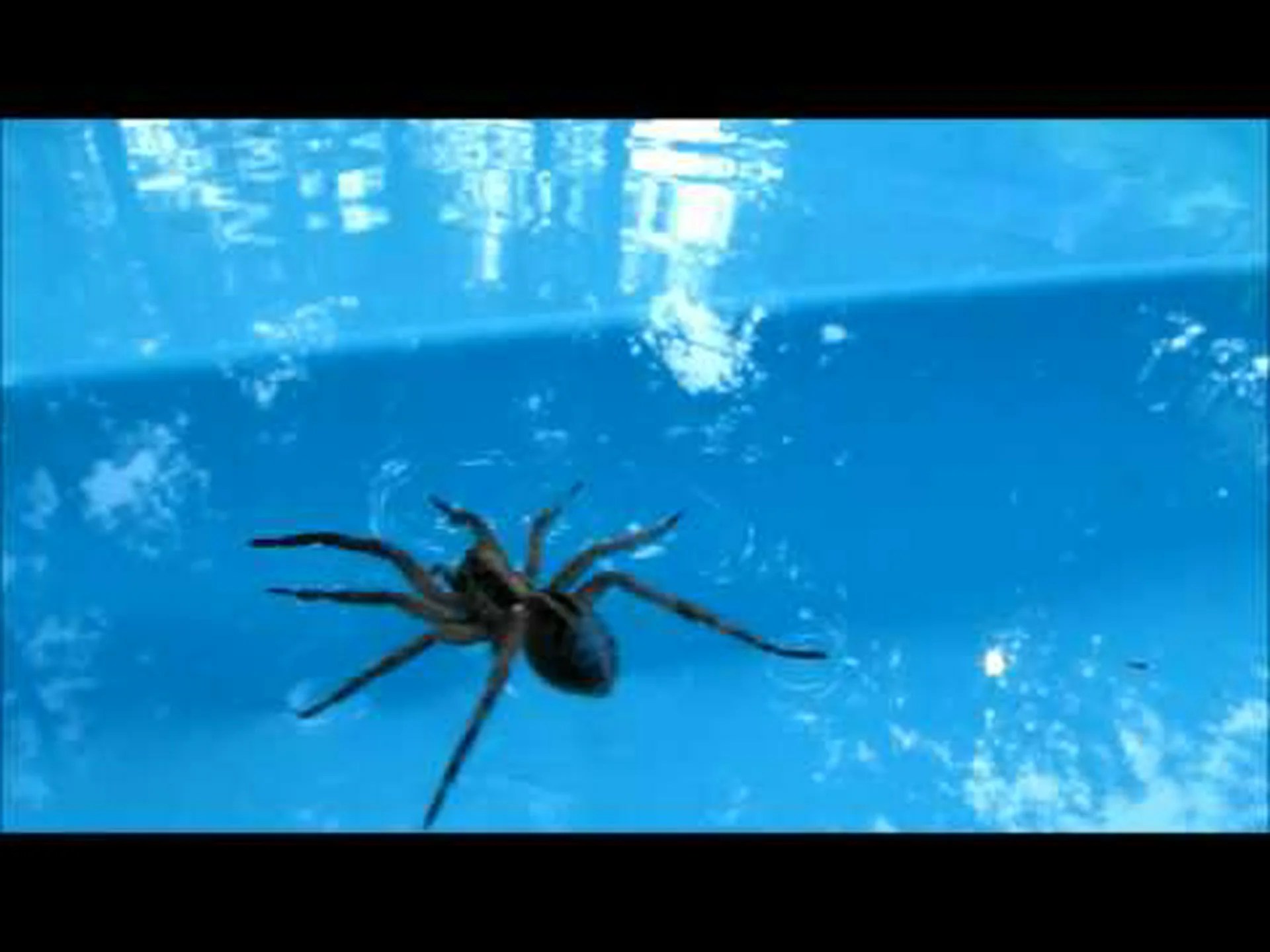 家族がプールで巨大なオオカミグモを発見し、文字通り水の上を歩く様子を観察する 家族がプールで巨大なオオカミグモを発見し、文字通り水の上を歩く様子を観察する