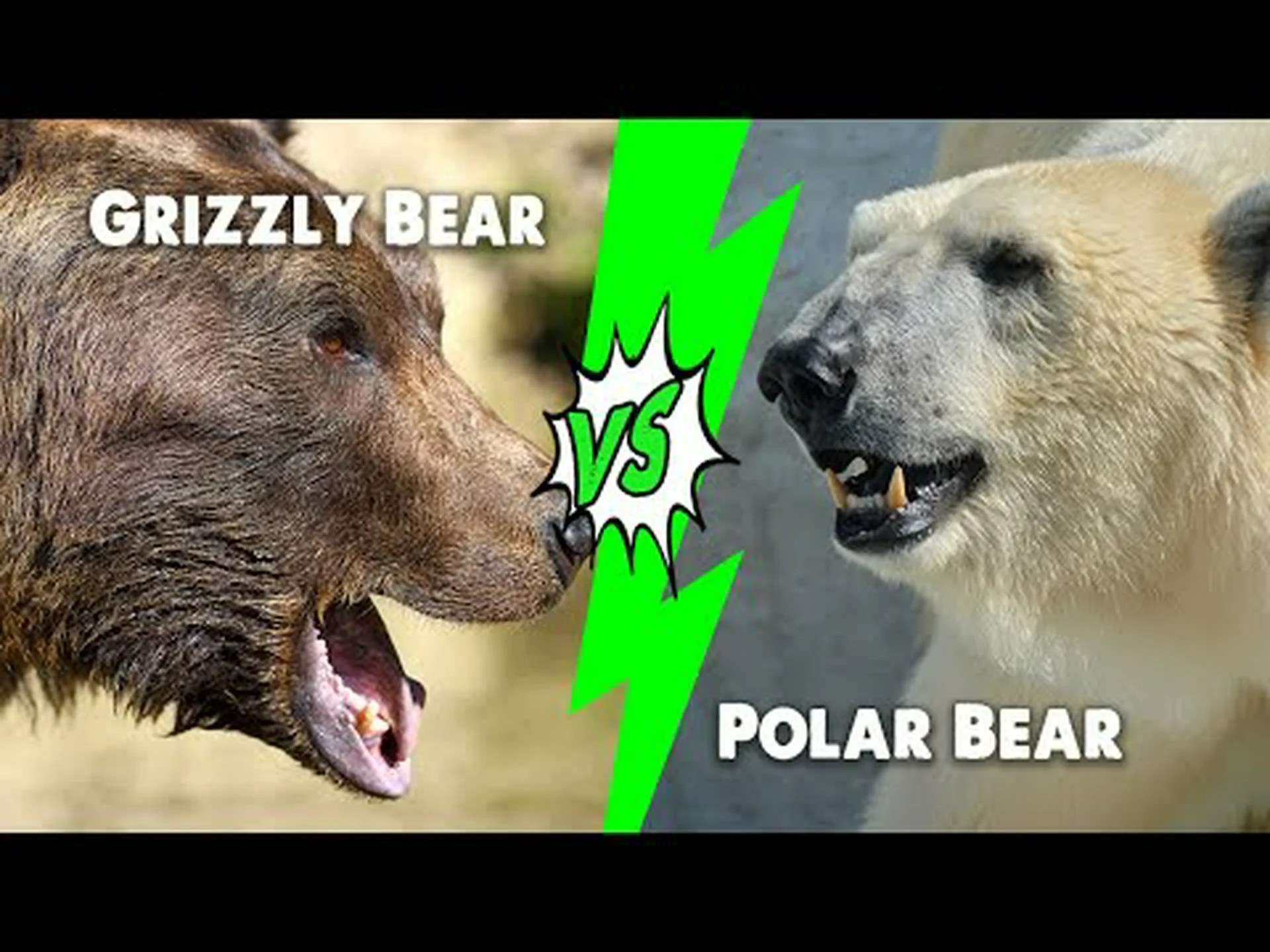 ホッキョクグマ vs. ハイイログマ: 戦ったらどちらが勝ちますか? ホッキョクグマ vs. ハイイログマ: 戦ったらどちらが勝ちますか?
