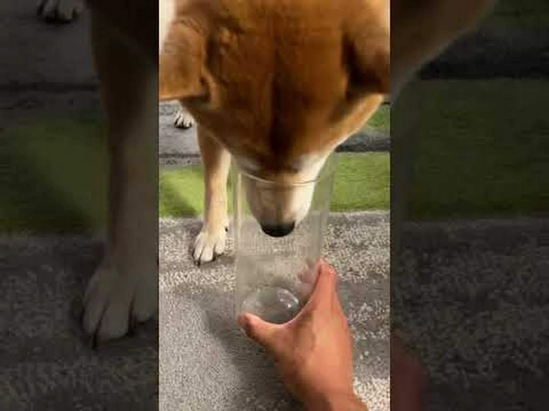 史上最高齢の柴犬は何歳? 史上最高齢の柴犬は何歳?