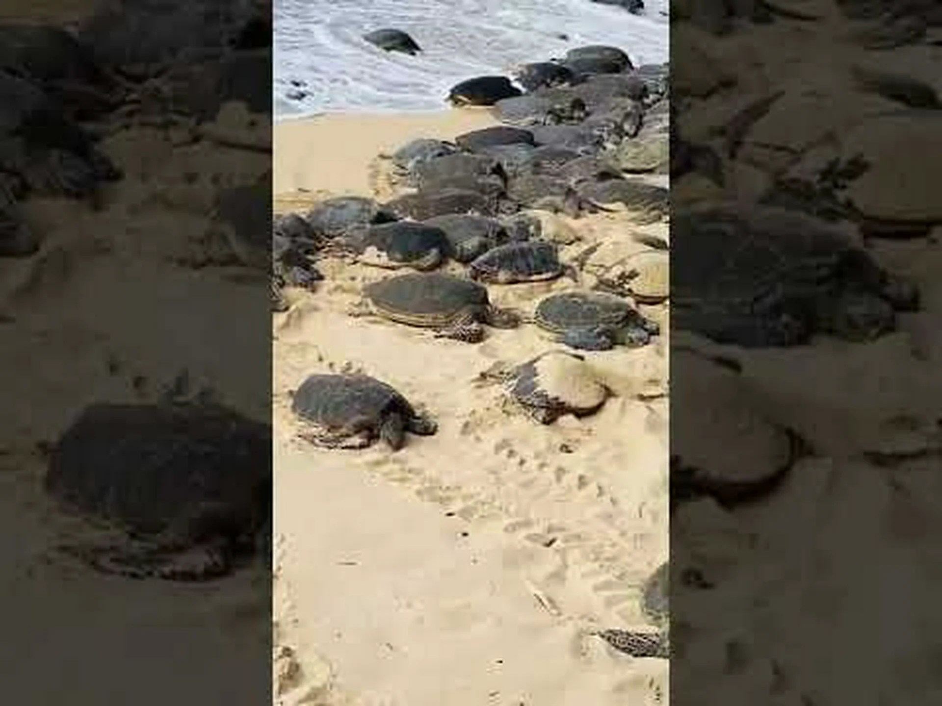 コネチカット州の魅惑的なカメ 12 匹 コネチカット州の魅惑的なカメ 12 匹