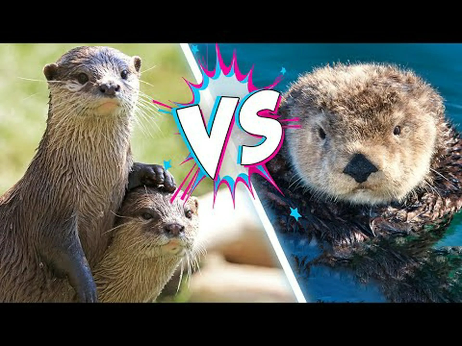 アザラシとカワウソ: 違いは何ですか? アザラシとカワウソ: 違いは何ですか?