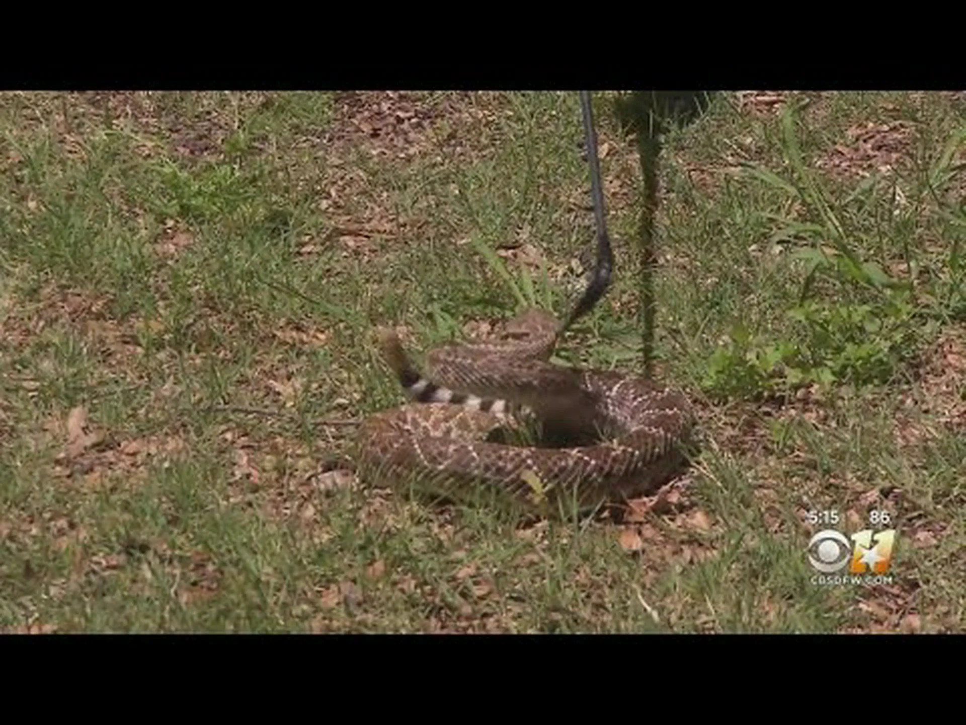 テキサスでガラガラヘビが目覚める:この春知っておくべき3つのこと テキサスでガラガラヘビが目覚める:この春知っておくべき3つのこと