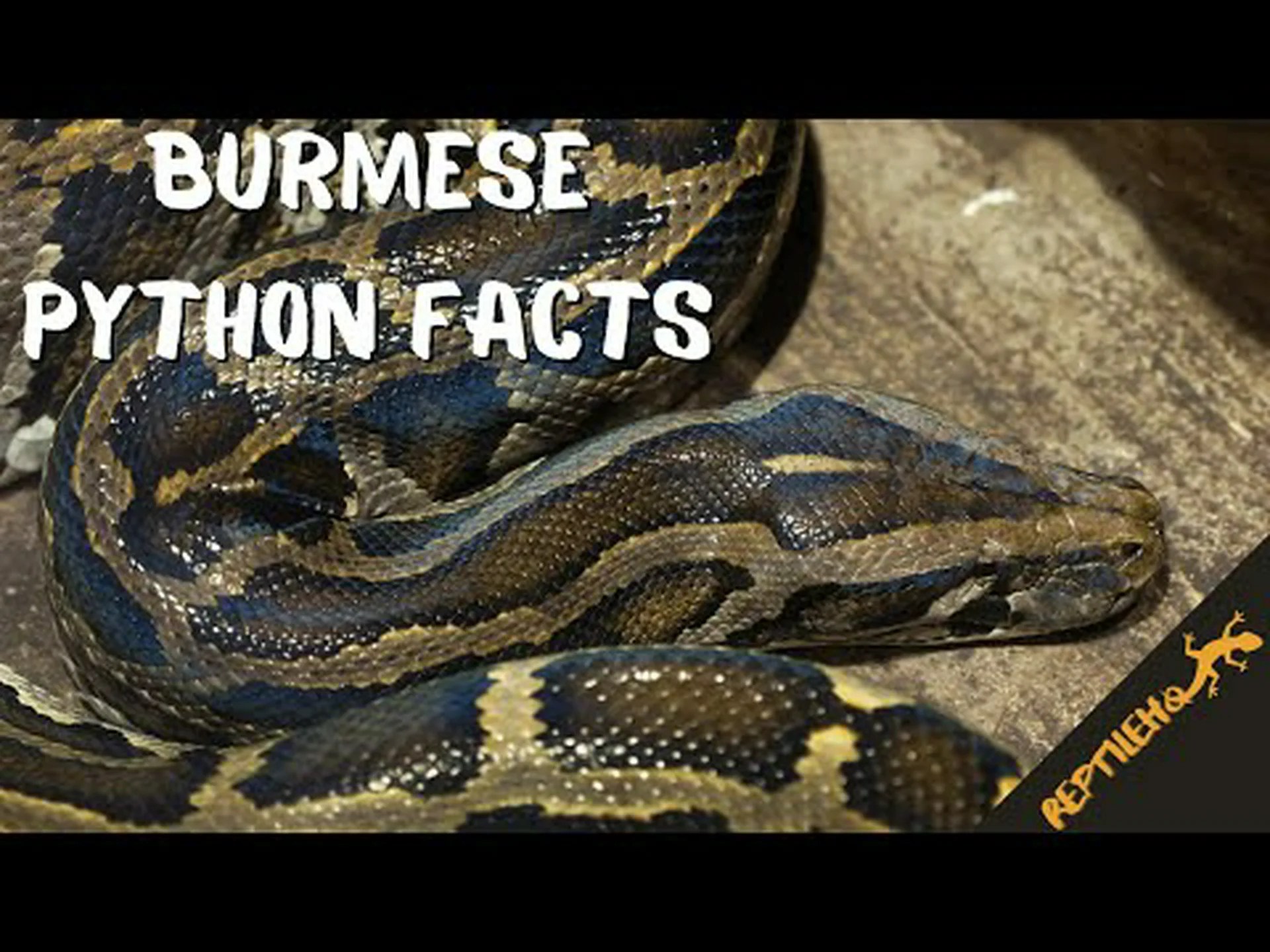 ビルマニシキヘビに関する10の驚くべき事実 ビルマニシキヘビに関する10の驚くべき事実