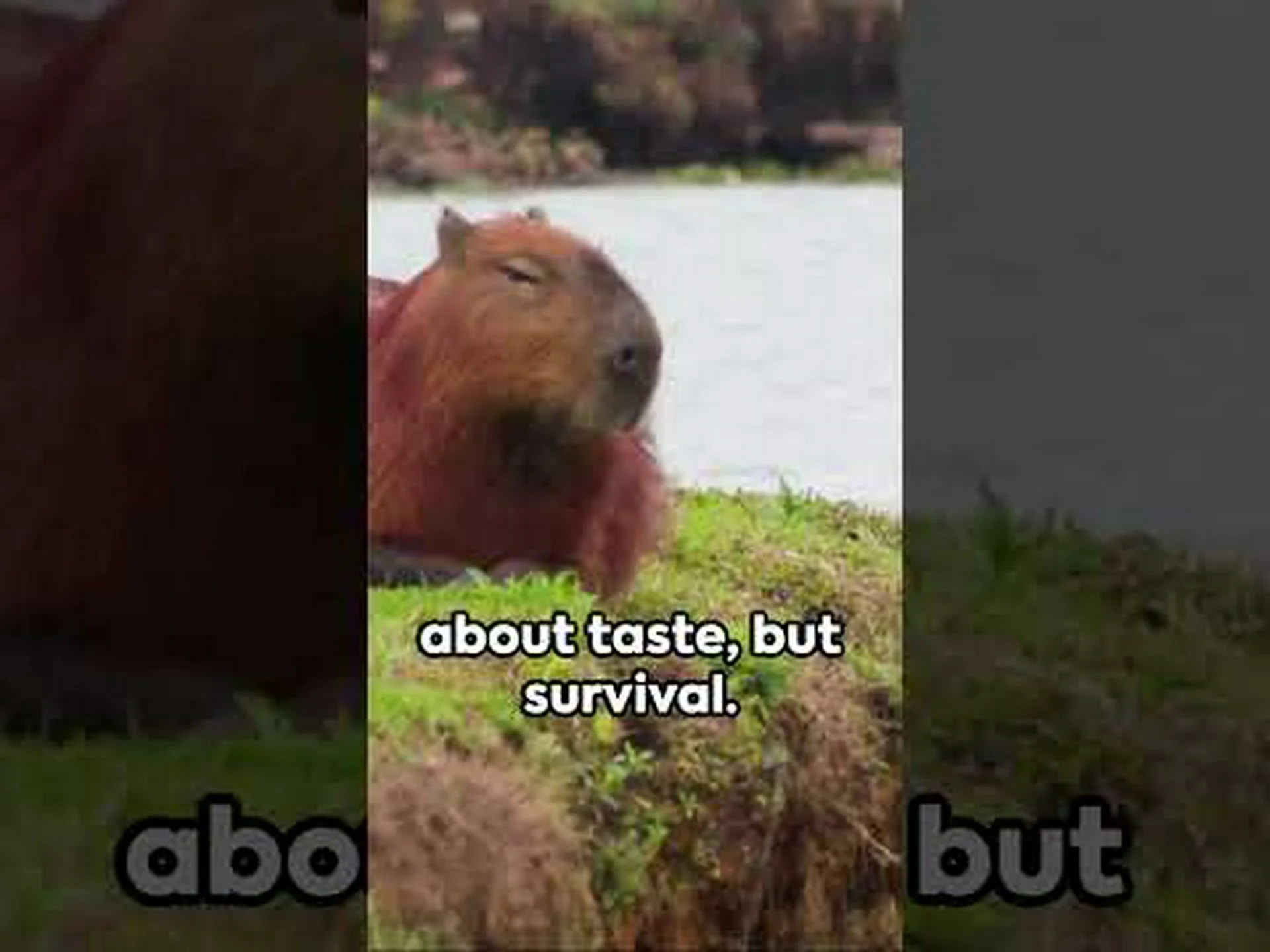 カピバラは何を食べるの?彼らの食生活の説明 カピバラは何を食べるの?彼らの食生活の説明