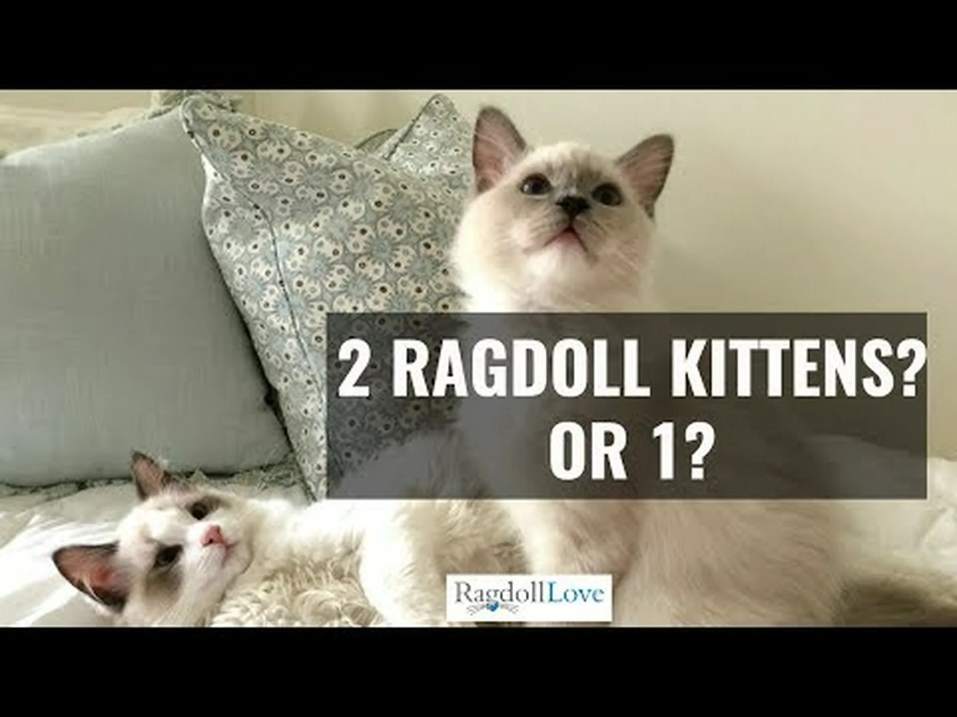 ラグドールの子猫: 写真、養子縁組のヒントなど! ラグドールの子猫: 写真、養子縁組のヒントなど!