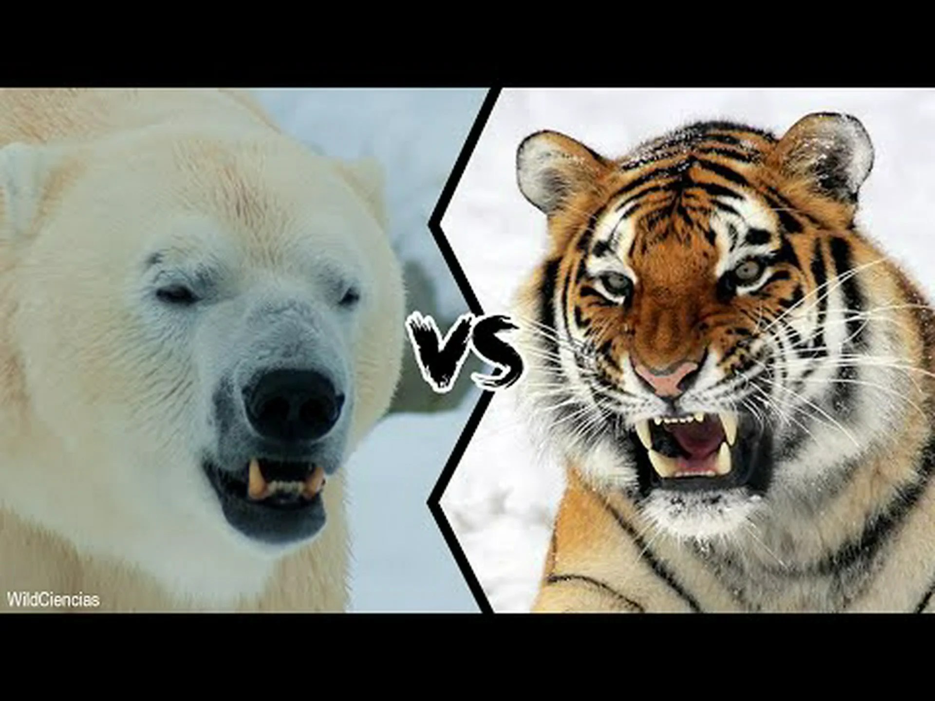 クマ 1 頭とトラ 2 頭の対決でどちらが勝つか注目してください クマ 1 頭とトラ 2 頭の対決でどちらが勝つか注目してください