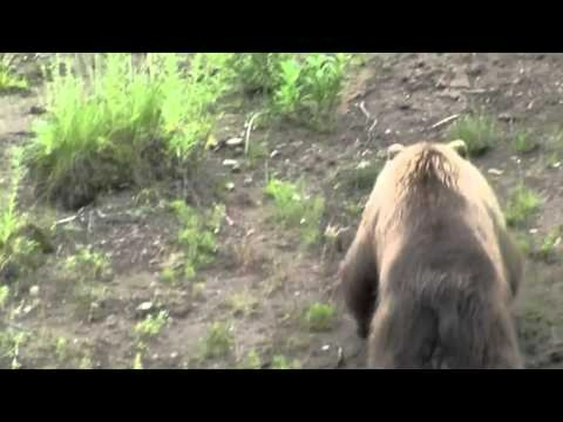 ハクトウワシが舞い降りて、巨大なハイイログマの顔を直接平手打ちする様子をご覧ください ハクトウワシが舞い降りて、巨大なハイイログマの顔を直接平手打ちする様子をご覧ください