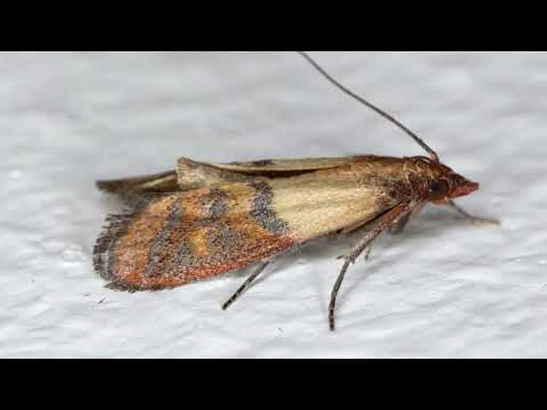 パントリーの蛾と衣服の蛾: 9 つの主な違い パントリーの蛾と衣服の蛾: 9 つの主な違い