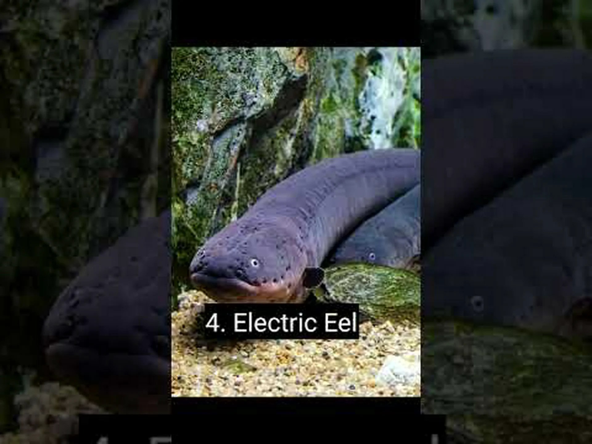 ワイオミング州で最も危険な動物 8 匹とその生息地を発見 ワイオミング州で最も危険な動物 8 匹とその生息地を発見