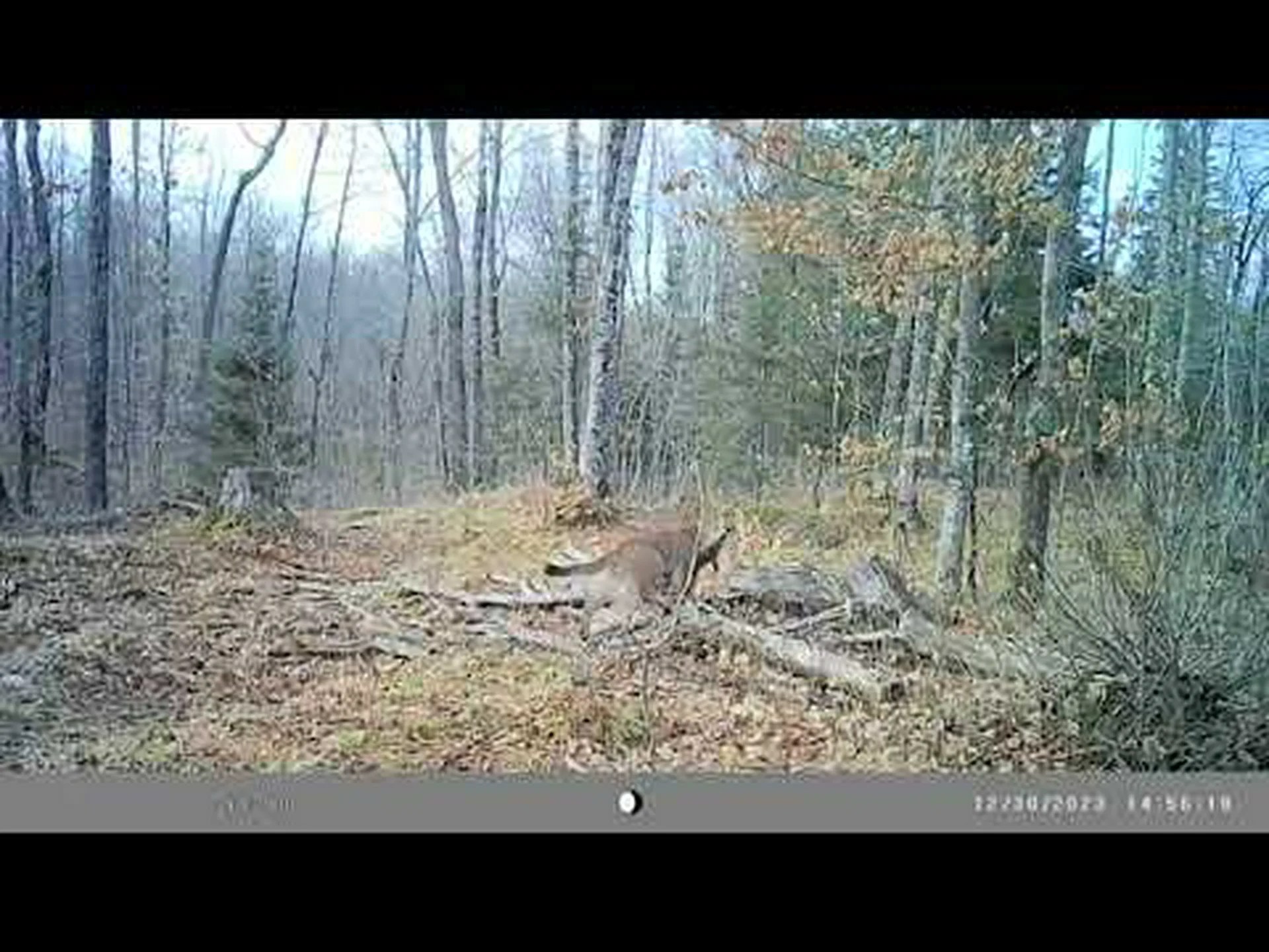 オレゴン州で史上最大のクーガーが捕獲される オレゴン州で史上最大のクーガーが捕獲される
