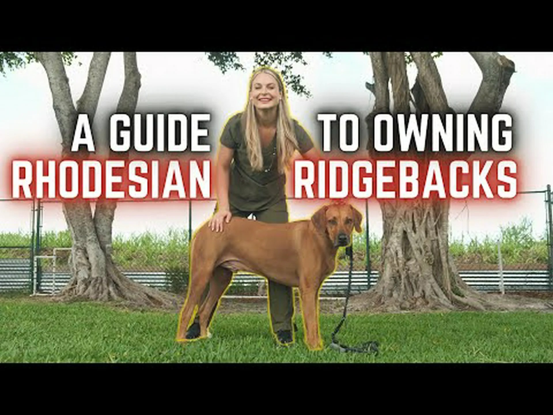 ローデシアン リッジバック: 成長チャート、マイルストーン、トレーニングのヒント ローデシアン リッジバック: 成長チャート、マイルストーン、トレーニングのヒント