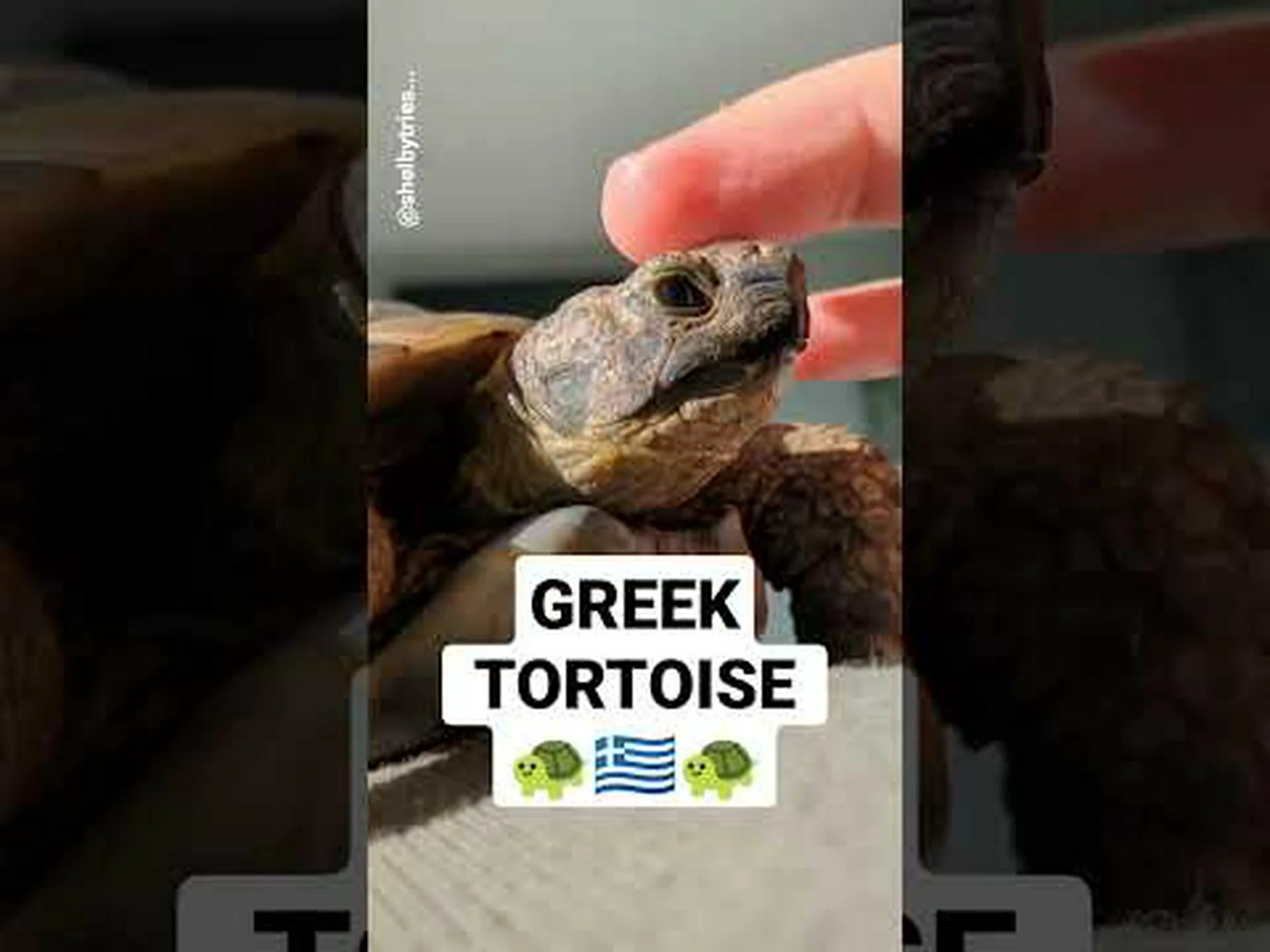 ギリシャリクガメ vs. ロシアリクガメ ギリシャリクガメ vs. ロシアリクガメ