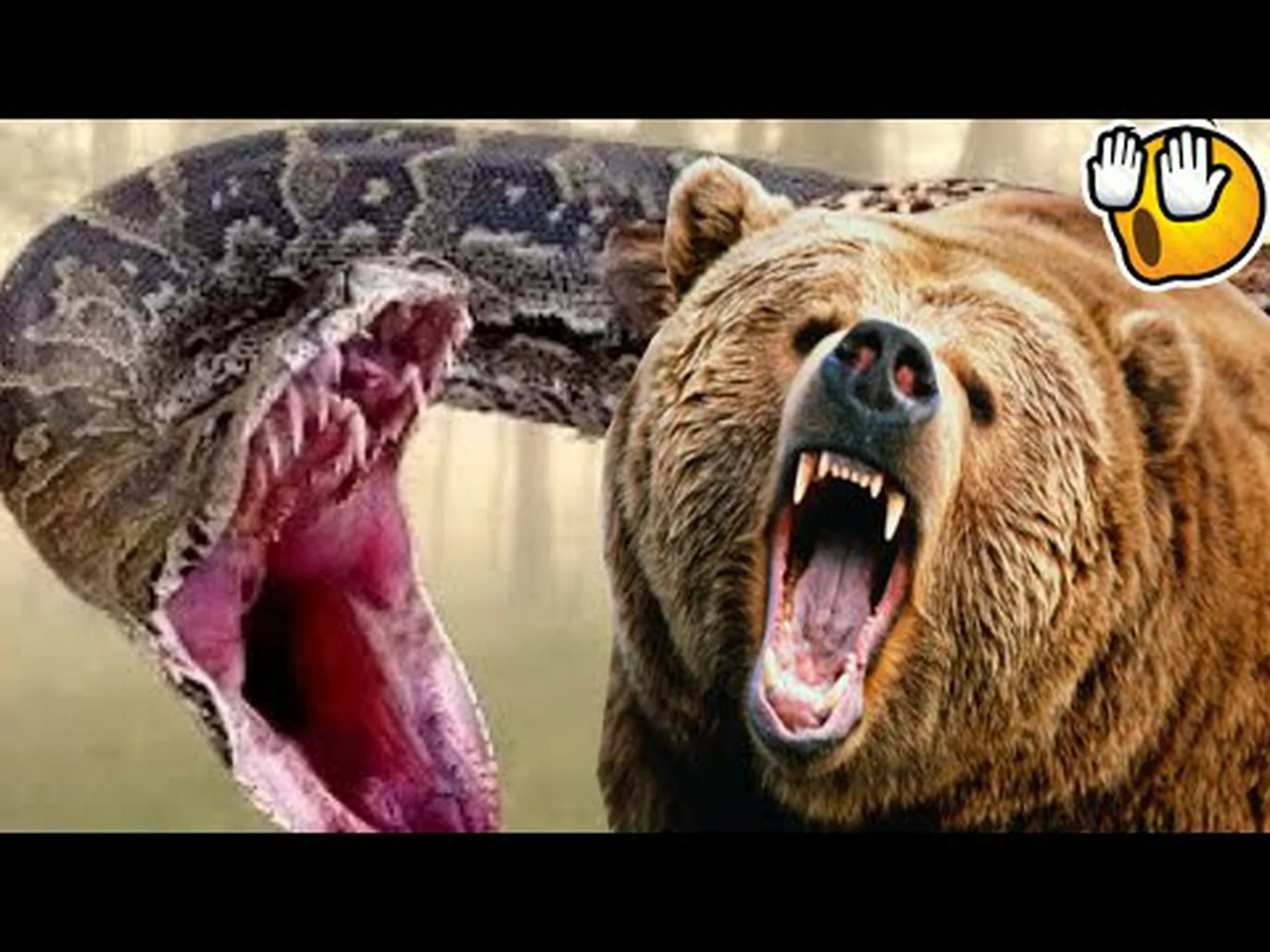 パイソン vs ハイイログマ: 巨大なヘビは戦いで巨大なクマを倒すことができますか? パイソン vs ハイイログマ: 巨大なヘビは戦いで巨大なクマを倒すことができますか?