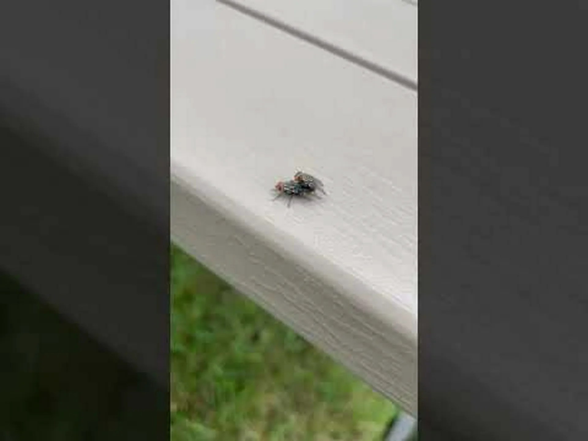 何がハエを惹きつけるのか?ハエの侵入の原因を発見する 何がハエを惹きつけるのか?ハエの侵入の原因を発見する