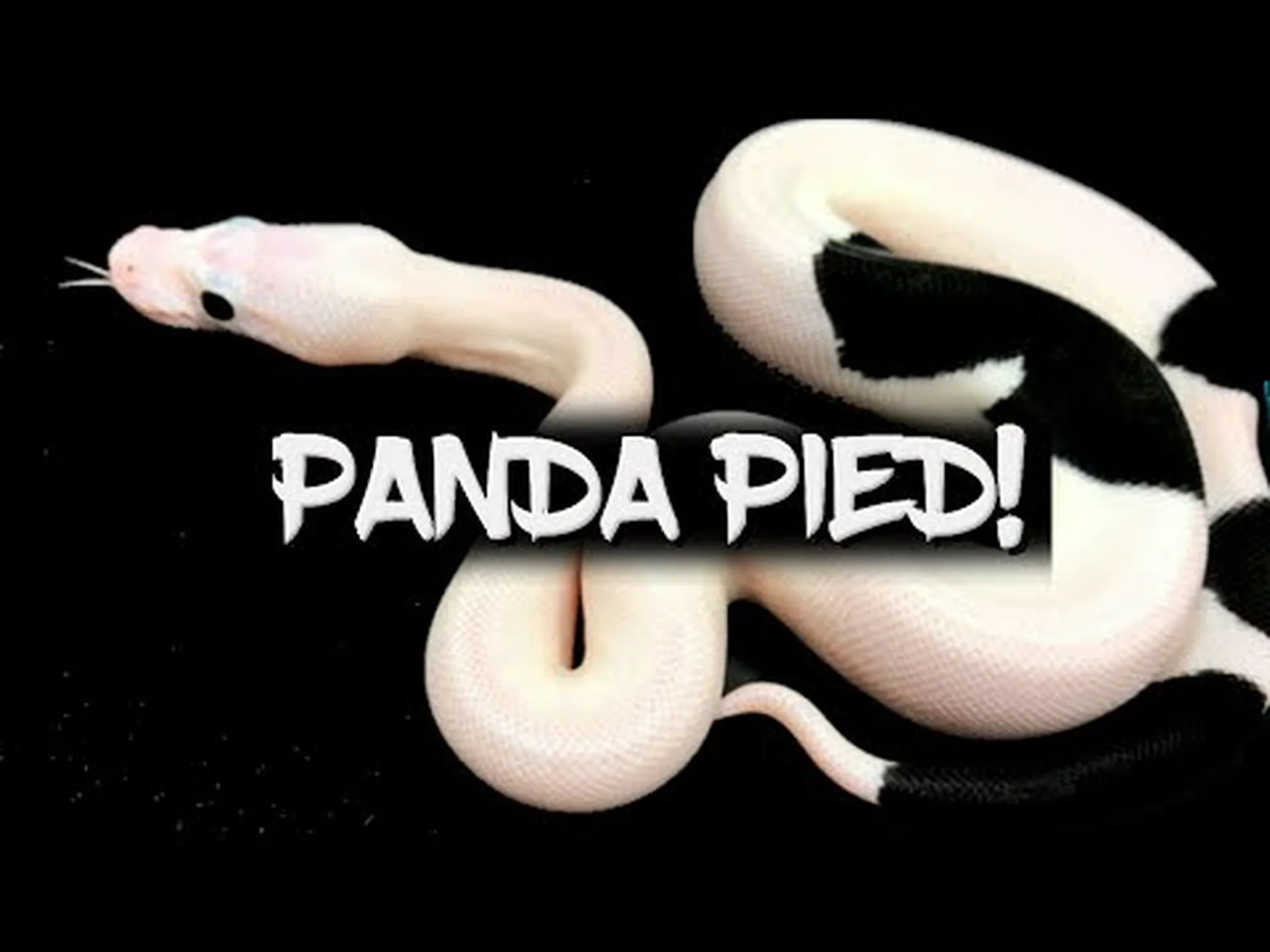 パンダパイドボールパイソンについていくつかの驚くべき事実を発見した! パンダパイドボールパイソンについていくつかの驚くべき事実を発見した!