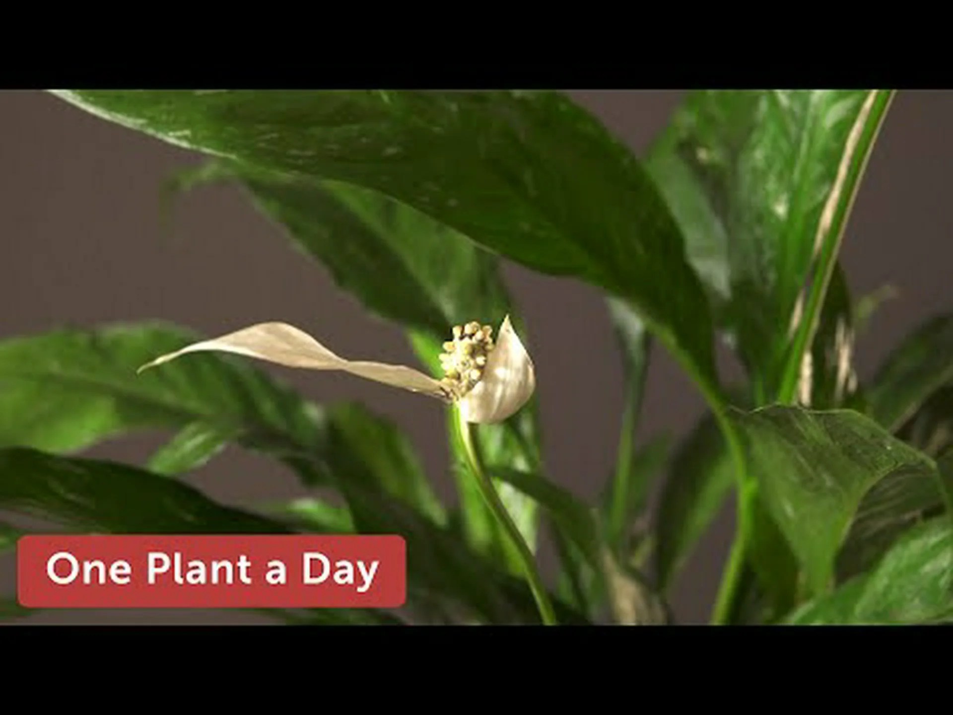 Spathiphyllum Wallisii: ピースリリーの観葉植物を発見する Spathiphyllum Wallisii: ピースリリーの観葉植物を発見する