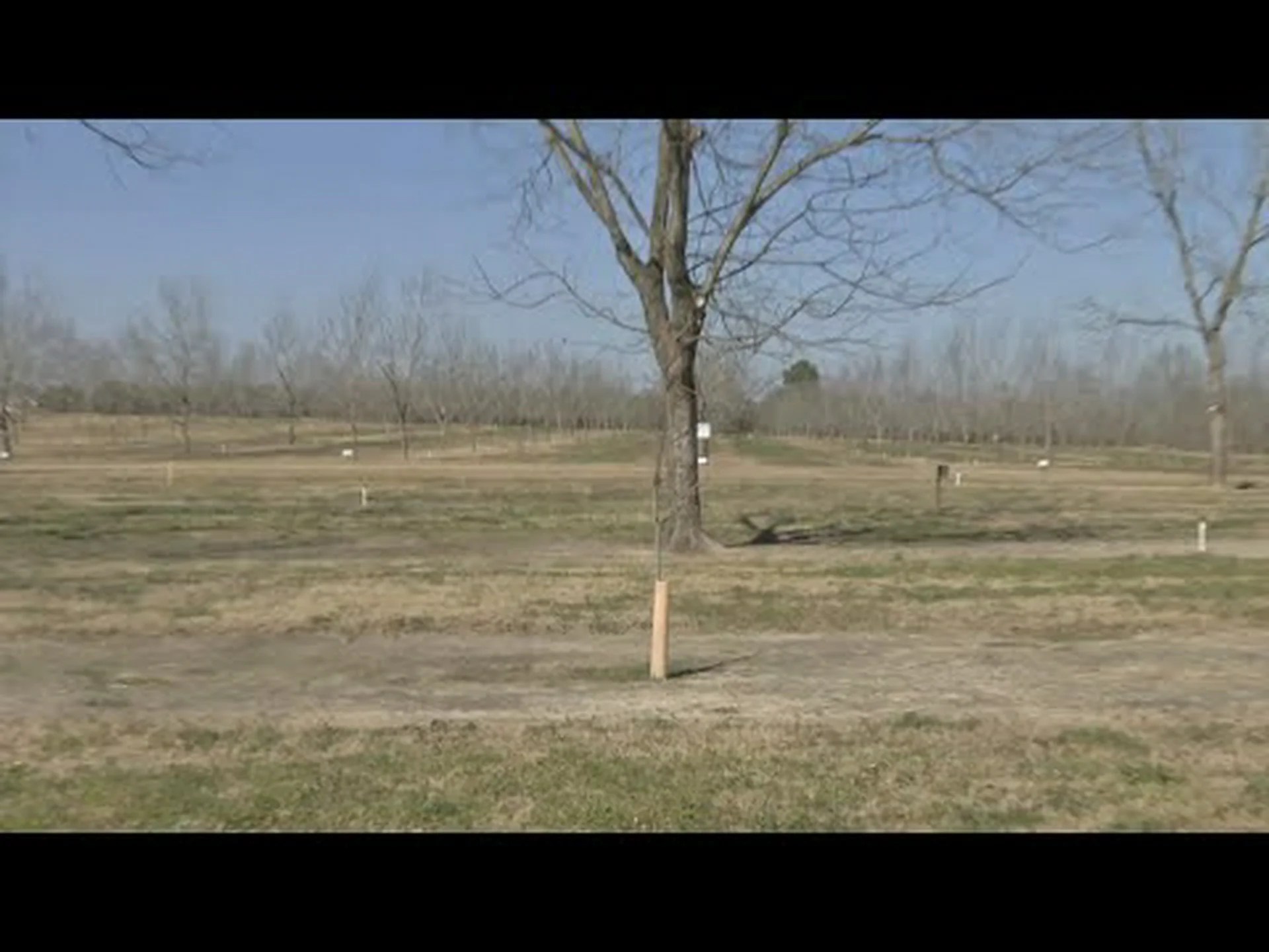 ピーカンの木を植える前によく考えるべき7つの理由 ピーカンの木を植える前によく考えるべき7つの理由