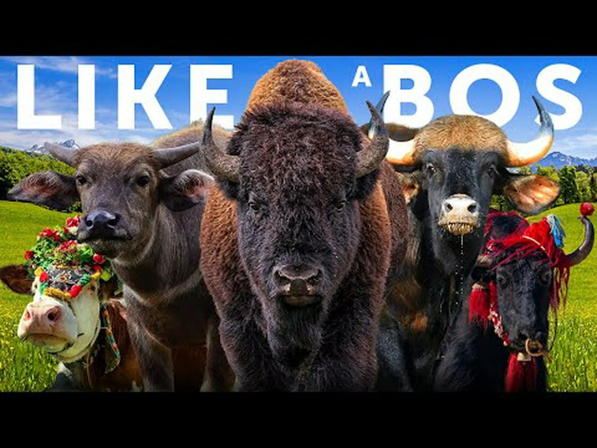 存在を知らなかった 10 種類の牛を発見 存在を知らなかった 10 種類の牛を発見