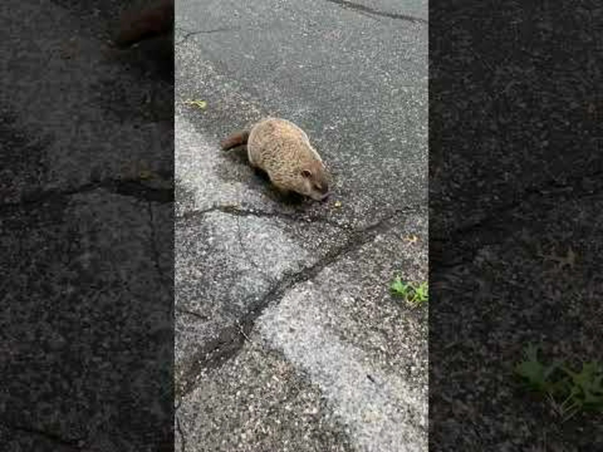 グラウンドホッグとウッドチャック: 違いは何ですか? グラウンドホッグとウッドチャック: 違いは何ですか?