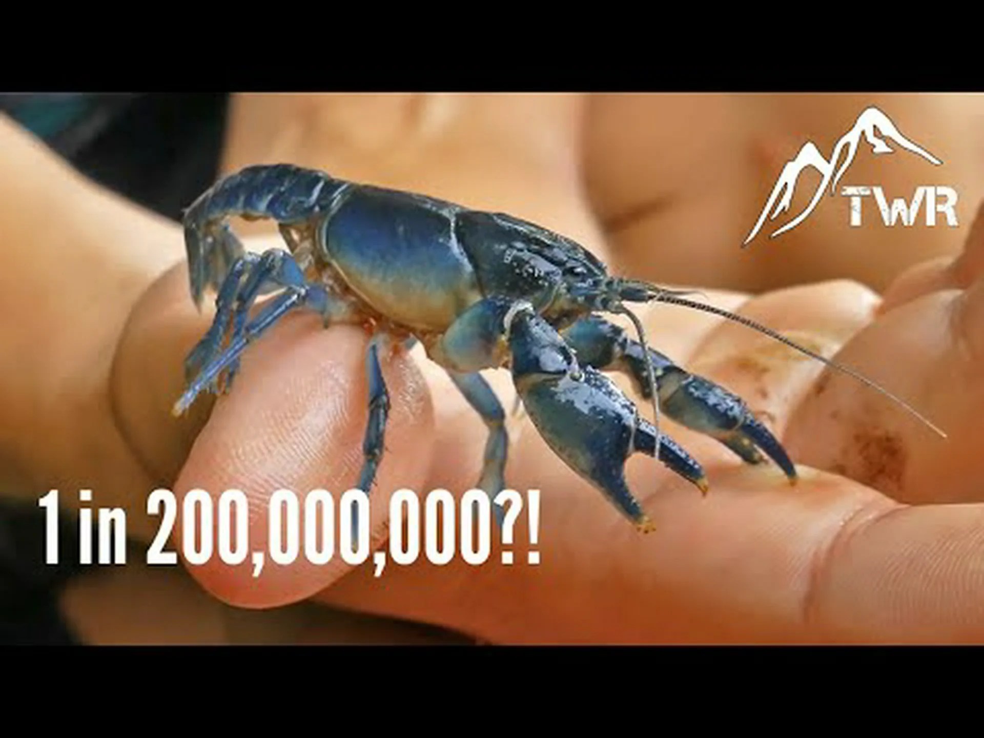 テキサス州で超希少なザリガニが湧く テキサス州で超希少なザリガニが湧く