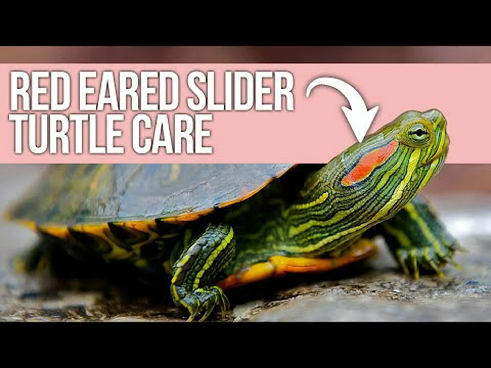 ミシシッピアカミミガメの水槽: 飼育環境ガイド ミシシッピアカミミガメの水槽: 飼育環境ガイド