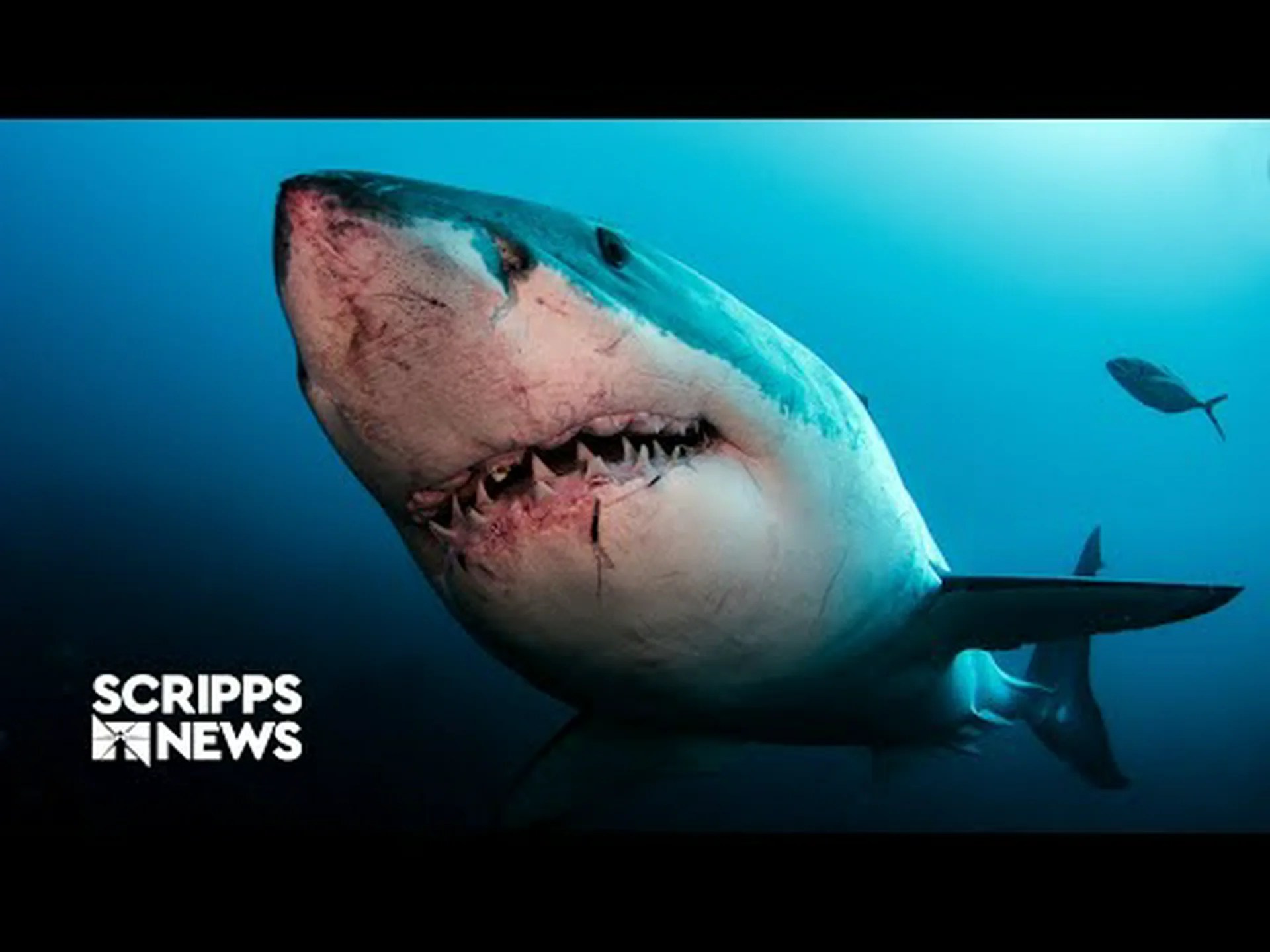 ケープコッドのサメ:どんな種類で、いつそこにいるの? ケープコッドのサメ:どんな種類で、いつそこにいるの?