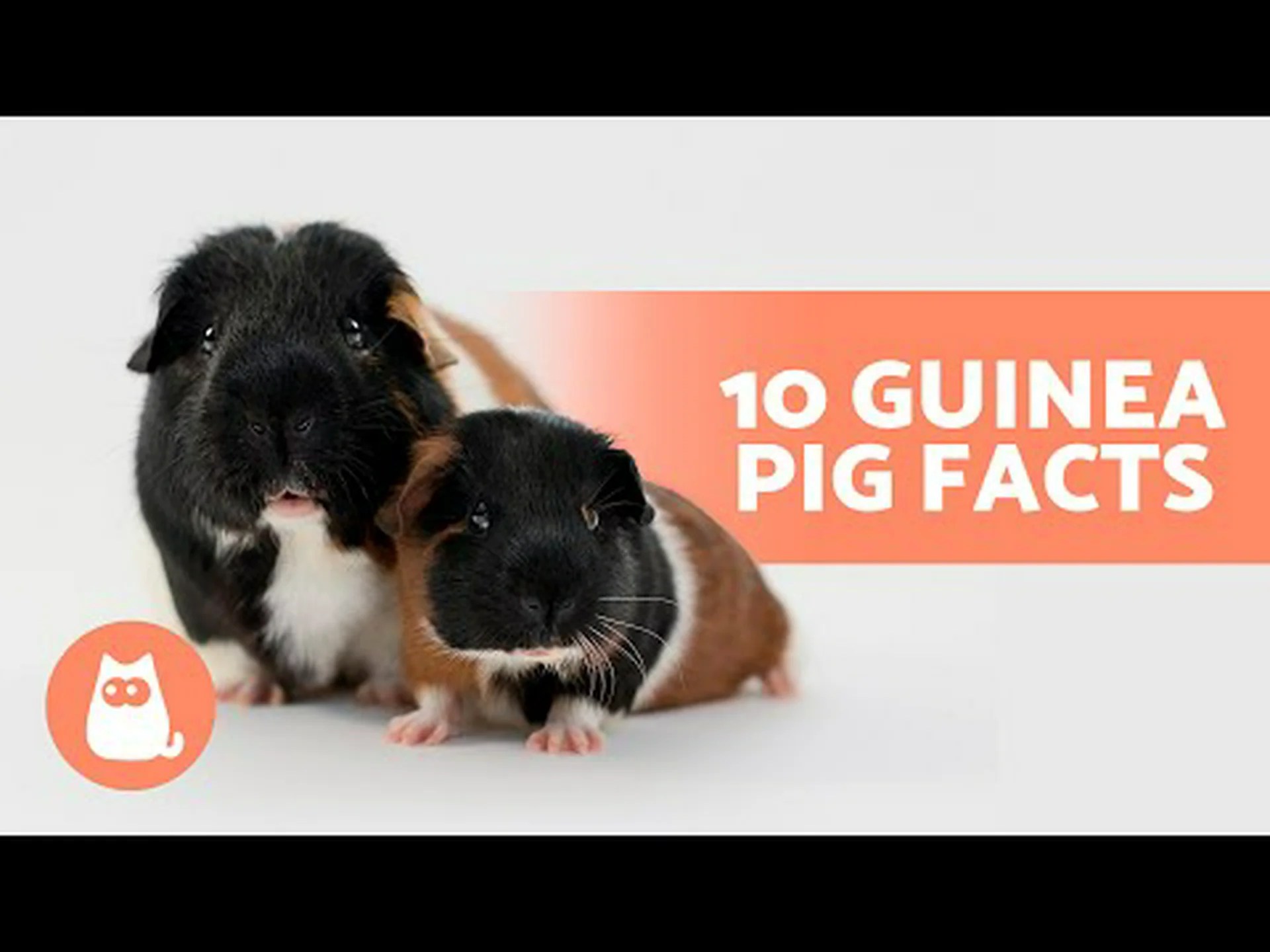 モルモットに関する 10 の驚くべき事実 モルモットに関する 10 の驚くべき事実