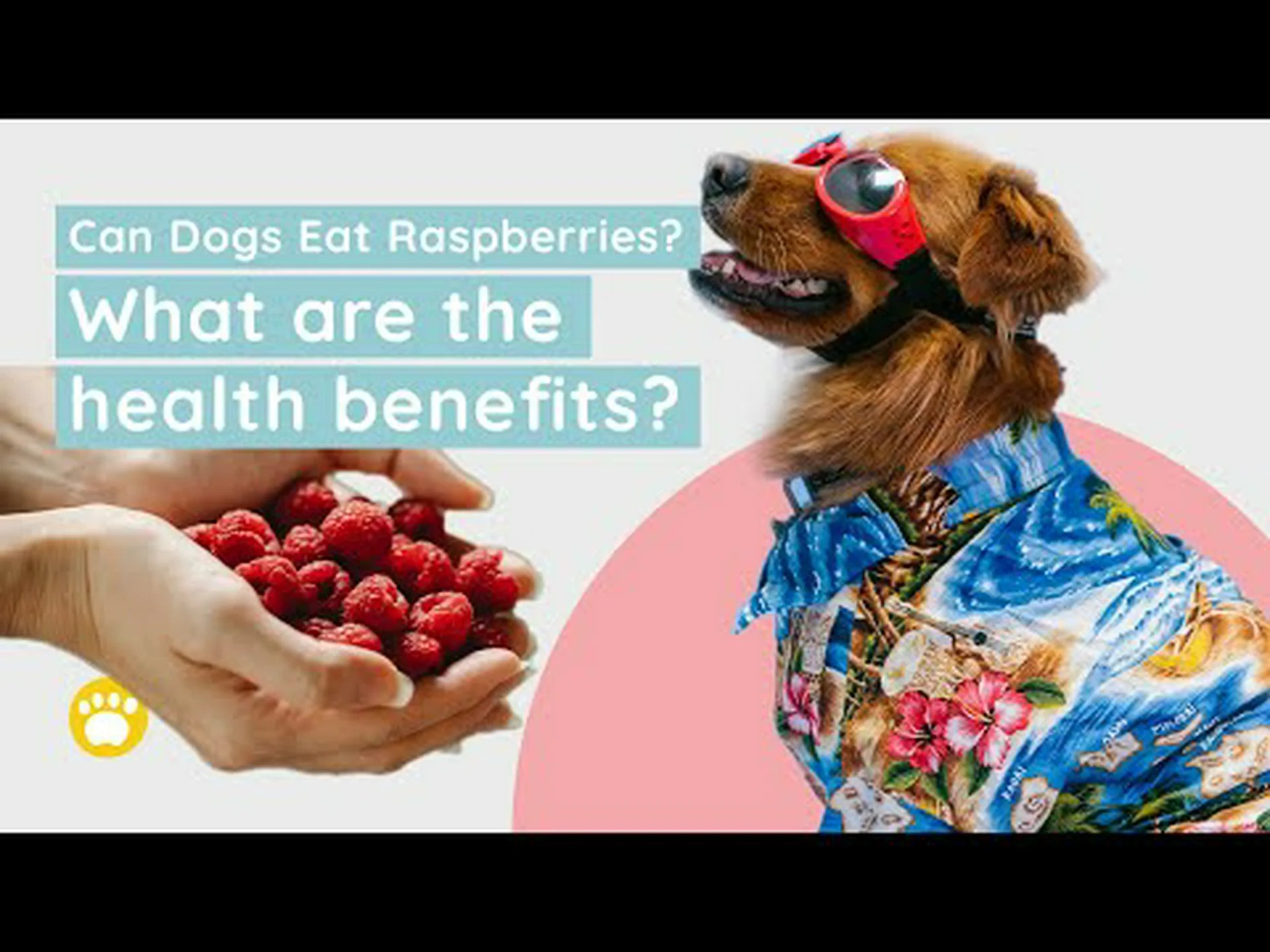 犬はラズベリーを食べても大丈夫ですか?リスクは何ですか? 犬はラズベリーを食べても大丈夫ですか?リスクは何ですか?