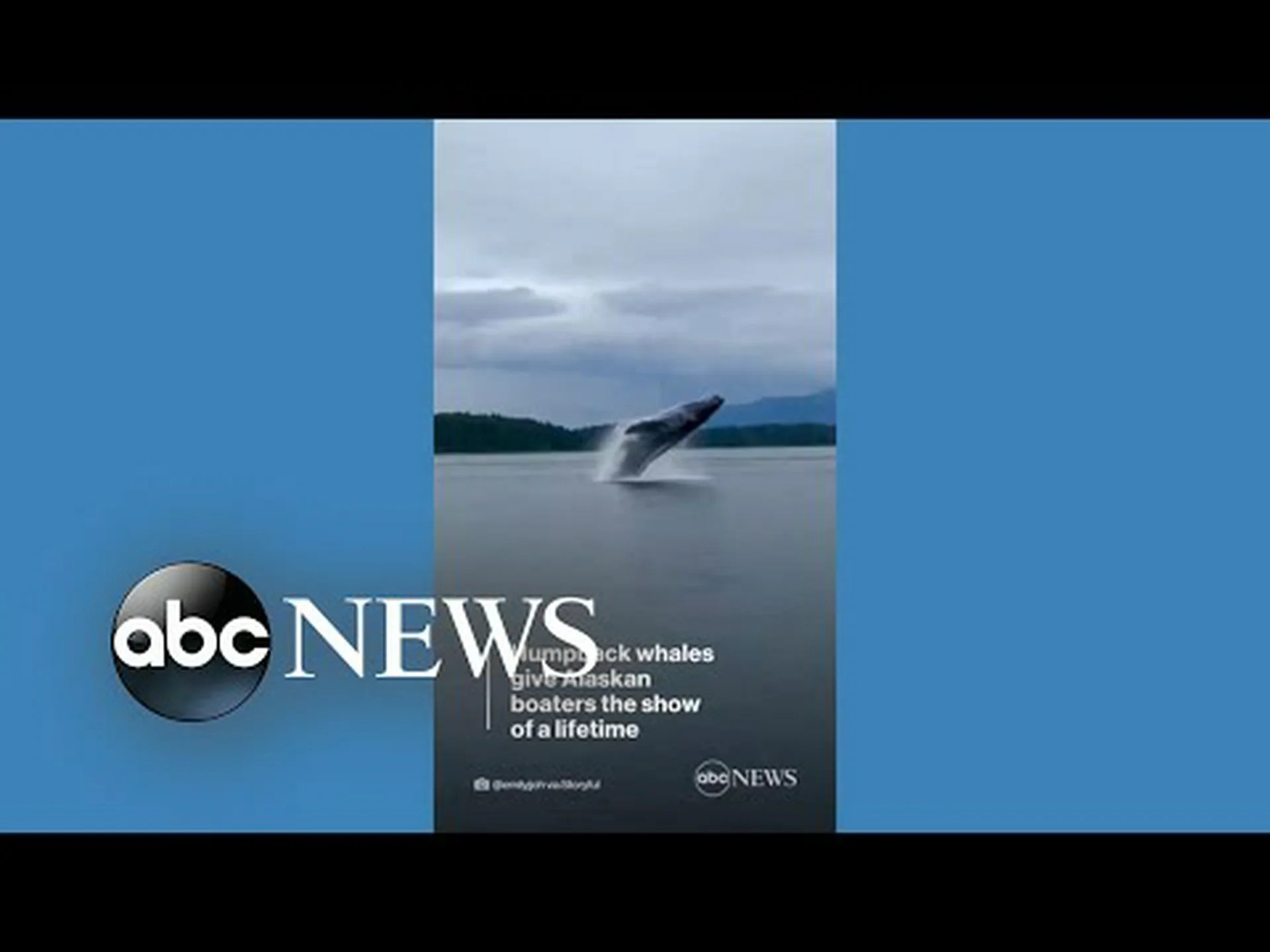 2 頭のザトウクジラが一生に一度のパフォーマンスを遊覧船に与える様子を観察する 2 頭のザトウクジラが一生に一度のパフォーマンスを遊覧船に与える様子を観察する
