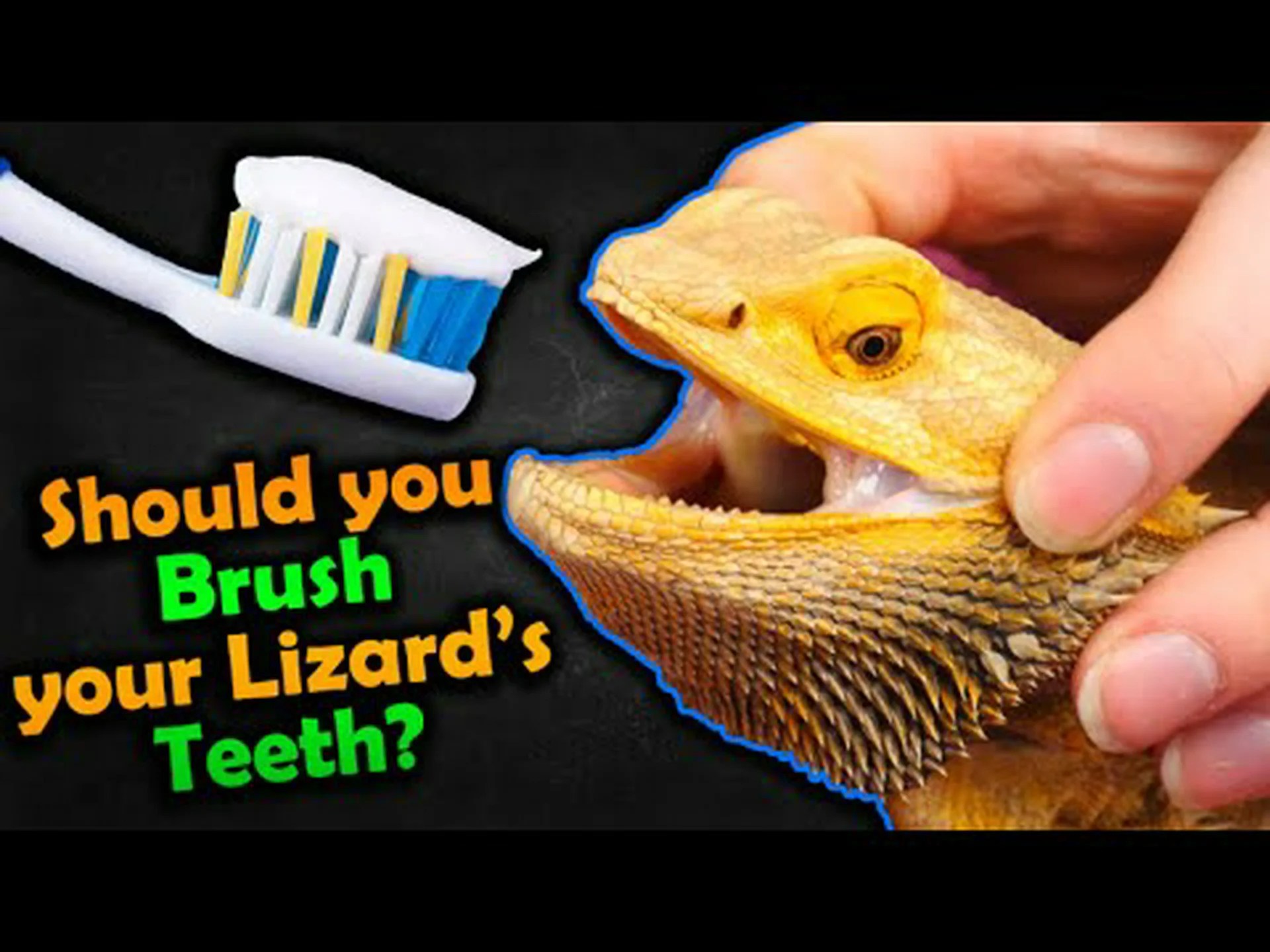 フトアゴヒゲトカゲの歯:知っておくべきことすべて フトアゴヒゲトカゲの歯:知っておくべきことすべて