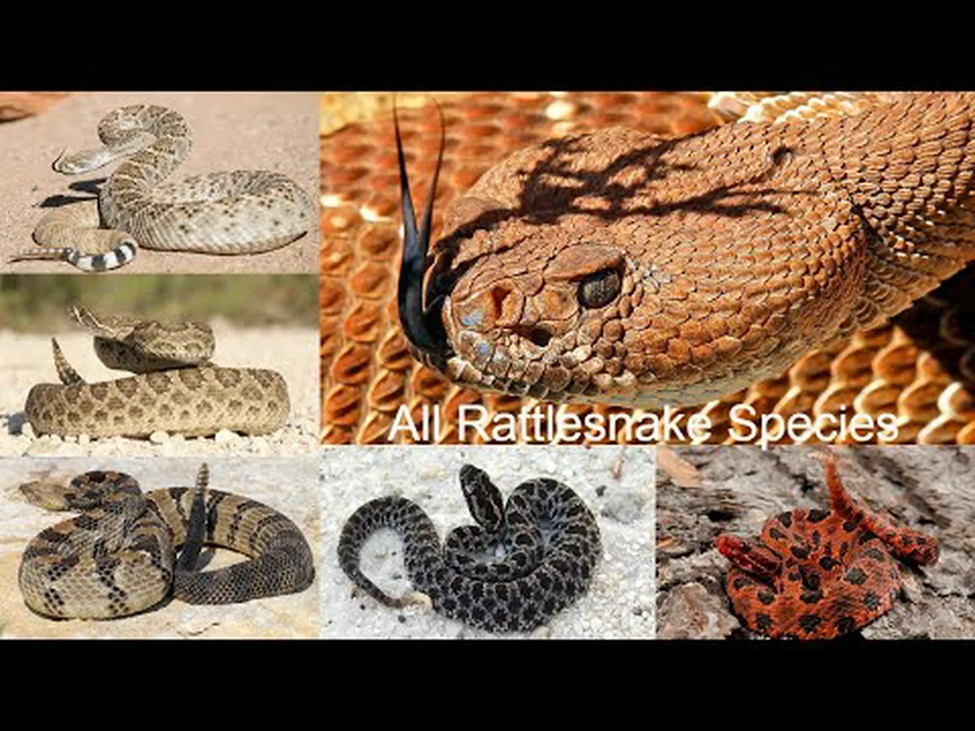 アイオワ州で 3 種類のガラガラヘビを発見 アイオワ州で 3 種類のガラガラヘビを発見