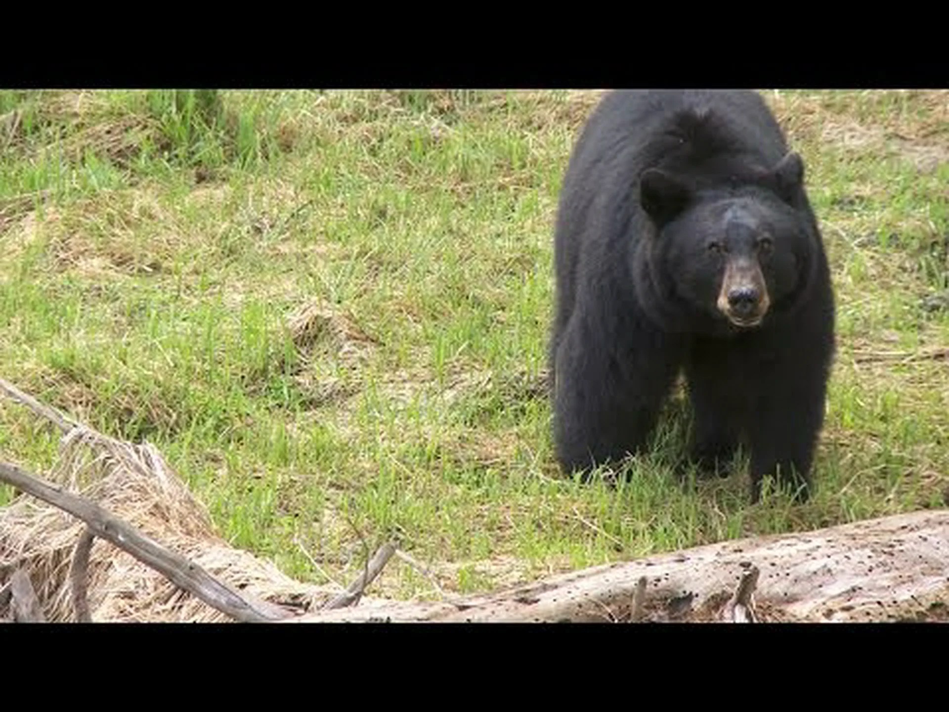 ヨセミテのクマ:生息数と遭遇できる場所 ヨセミテのクマ:生息数と遭遇できる場所