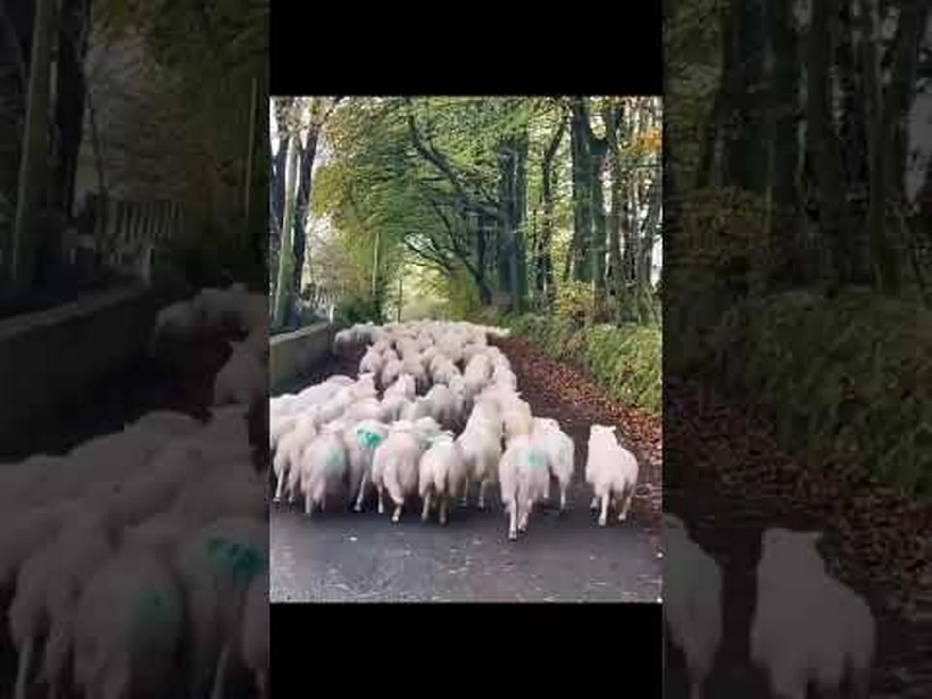 信じられないほどのボーダーコリーがその卓越した牧畜スキルを披露し、羊が誰であるかを示します! 信じられないほどのボーダーコリーがその卓越した牧畜スキルを披露し、羊が誰であるかを示します!