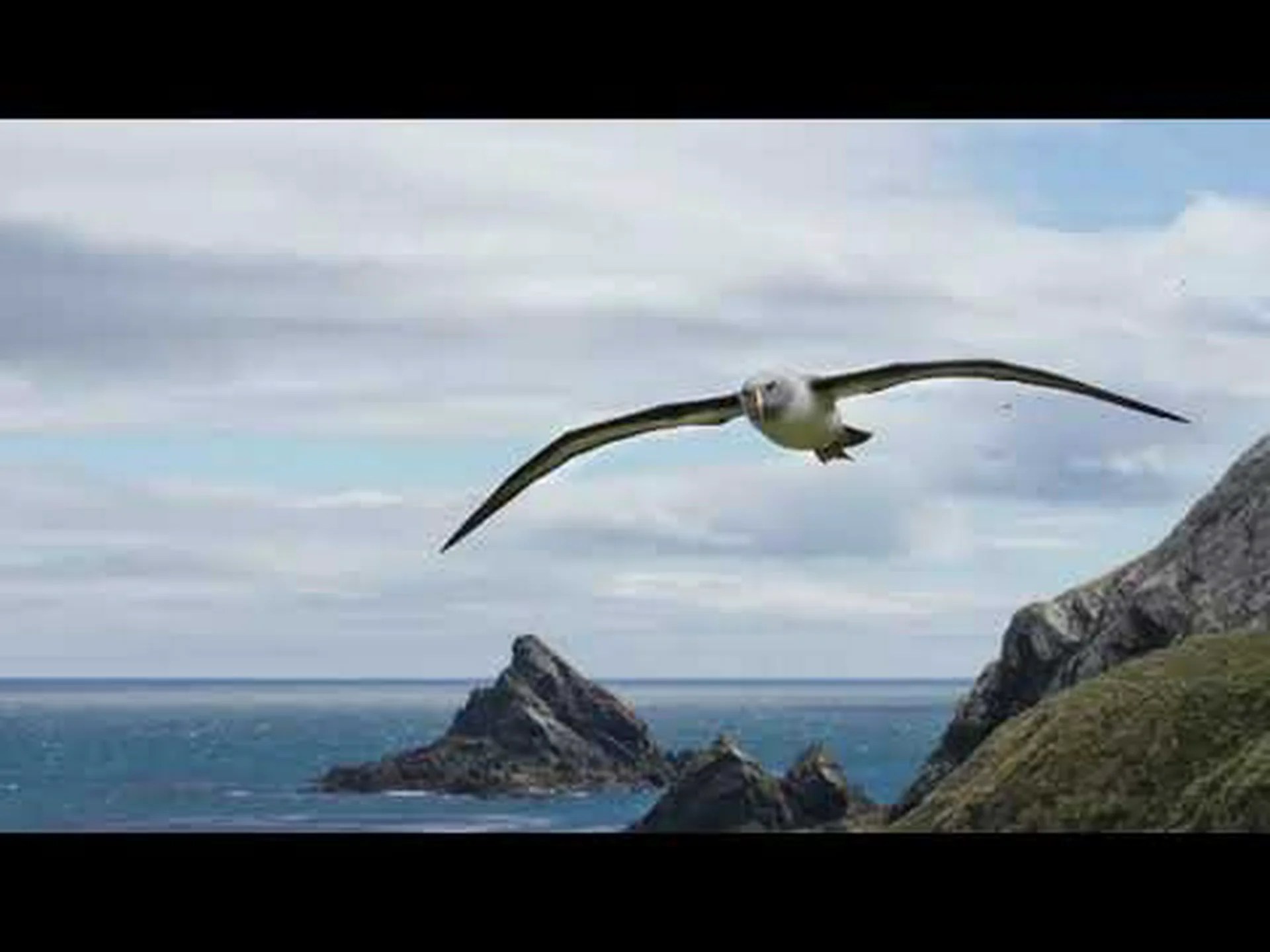 アホウドリの翼長と大きさ: どれくらいの大きさですか? アホウドリの翼長と大きさ: どれくらいの大きさですか?