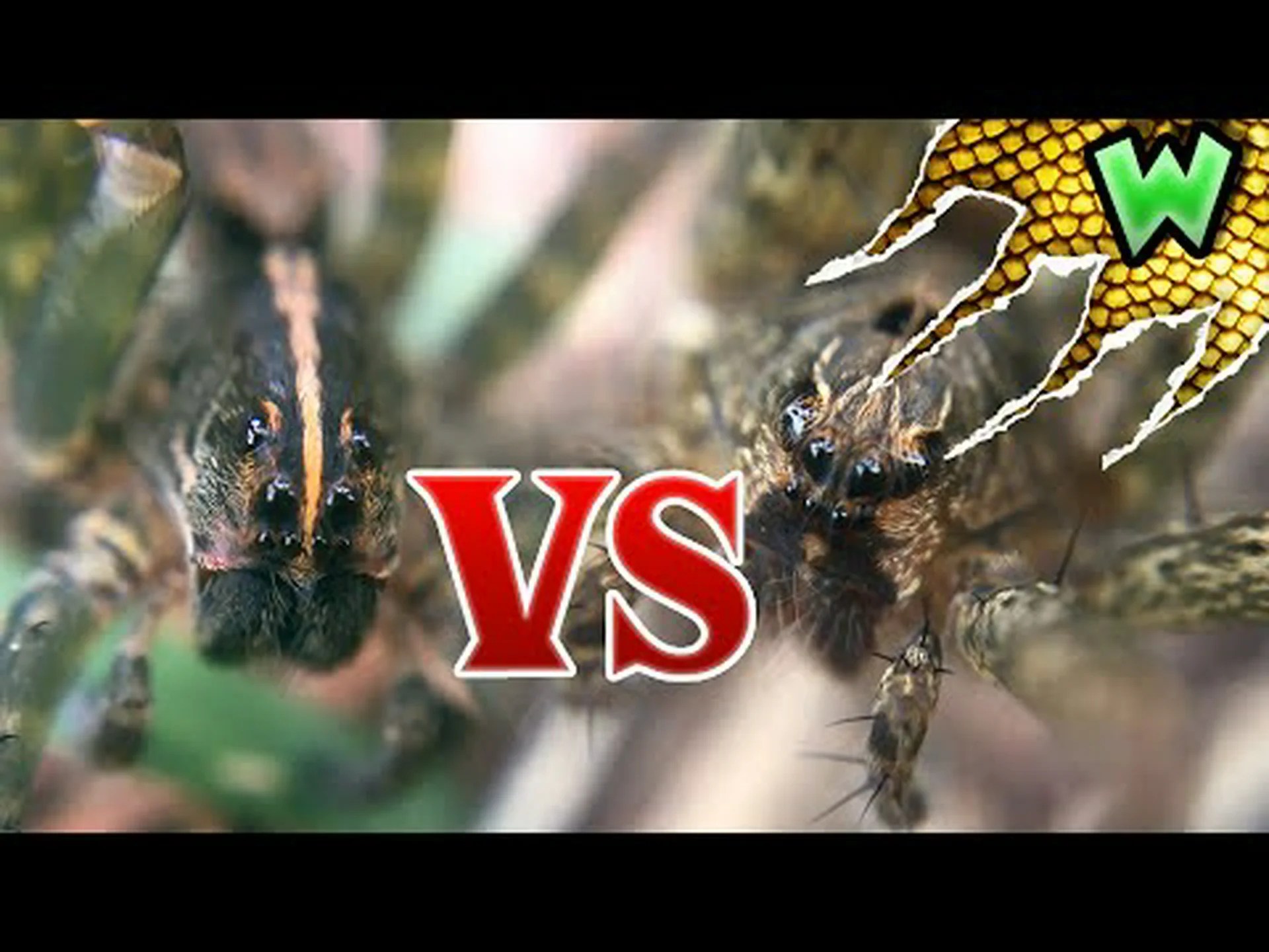 オオカミグモとタランチュラの違いは何ですか? オオカミグモとタランチュラの違いは何ですか?