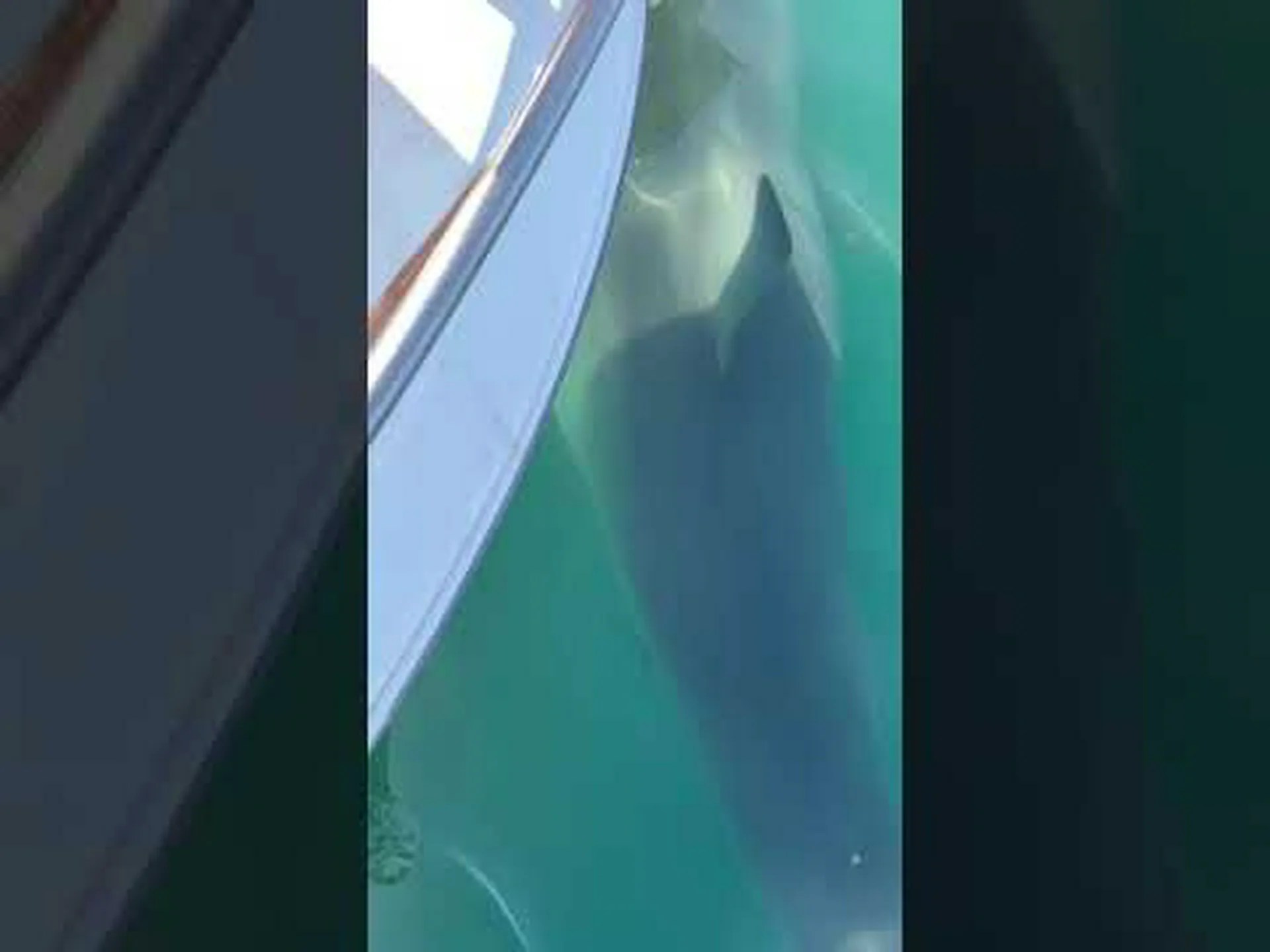 ケープコッド湾のボートの下を静かに泳ぐ約20フィートのホホジロザメ ケープコッド湾のボートの下を静かに泳ぐ約20フィートのホホジロザメ