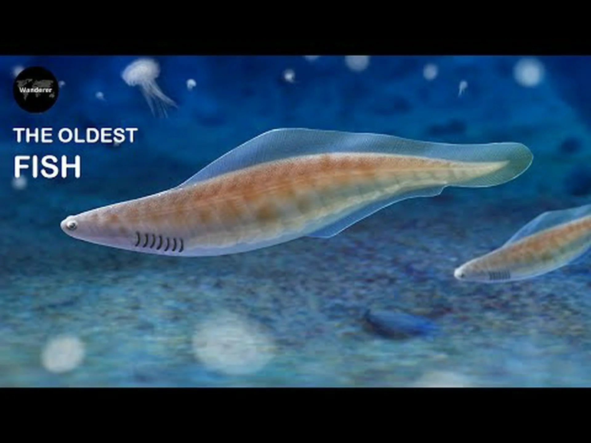 地球上で最も初期の魚の 1 つは、おそらく浮いているゼリー状に見えた 地球上で最も初期の魚の 1 つは、おそらく浮いているゼリー状に見えた