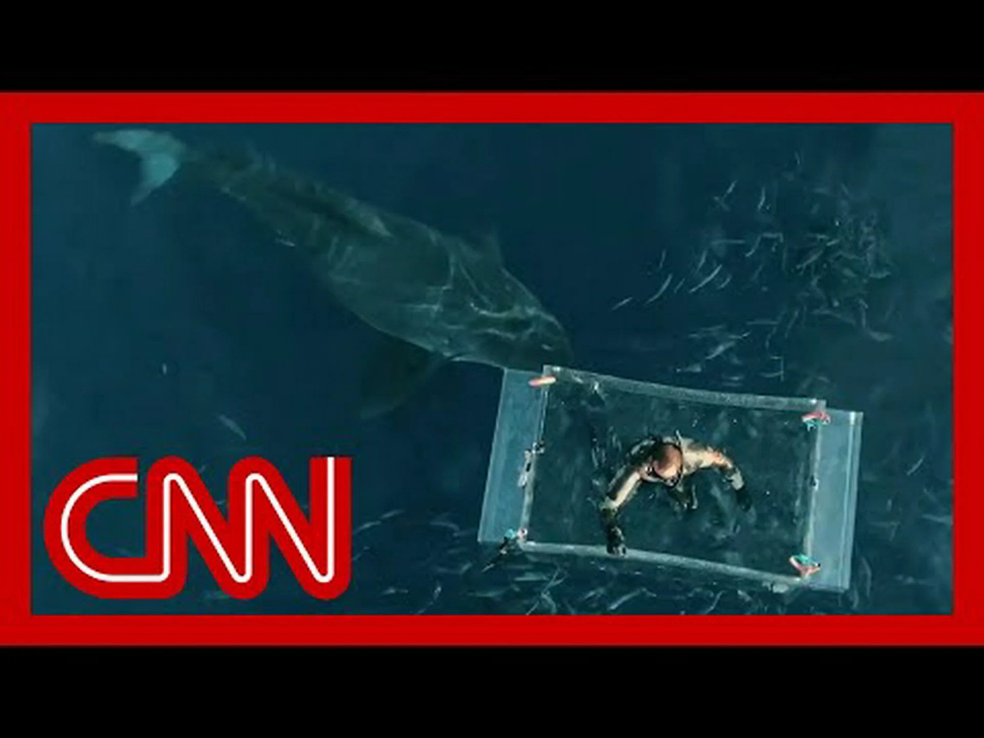 巨大なサメがスキューバ ダイバーのグループを襲う劇的なビデオをご覧ください 巨大なサメがスキューバ ダイバーのグループを襲う劇的なビデオをご覧ください