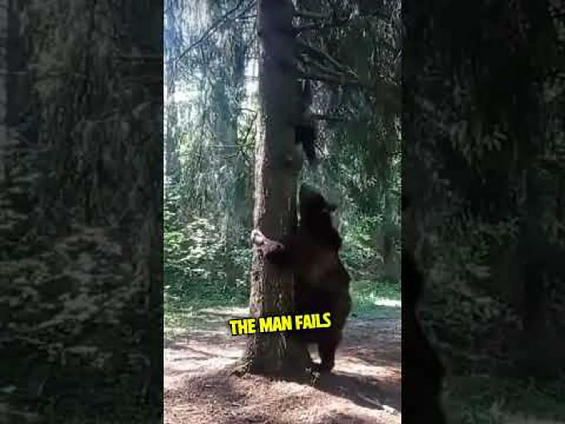 はい、ハイイログマは木に登ることができます。この巨体な登山家について知っておくべき6つの事実 はい、ハイイログマは木に登ることができます。この巨体な登山家について知っておくべき6つの事実