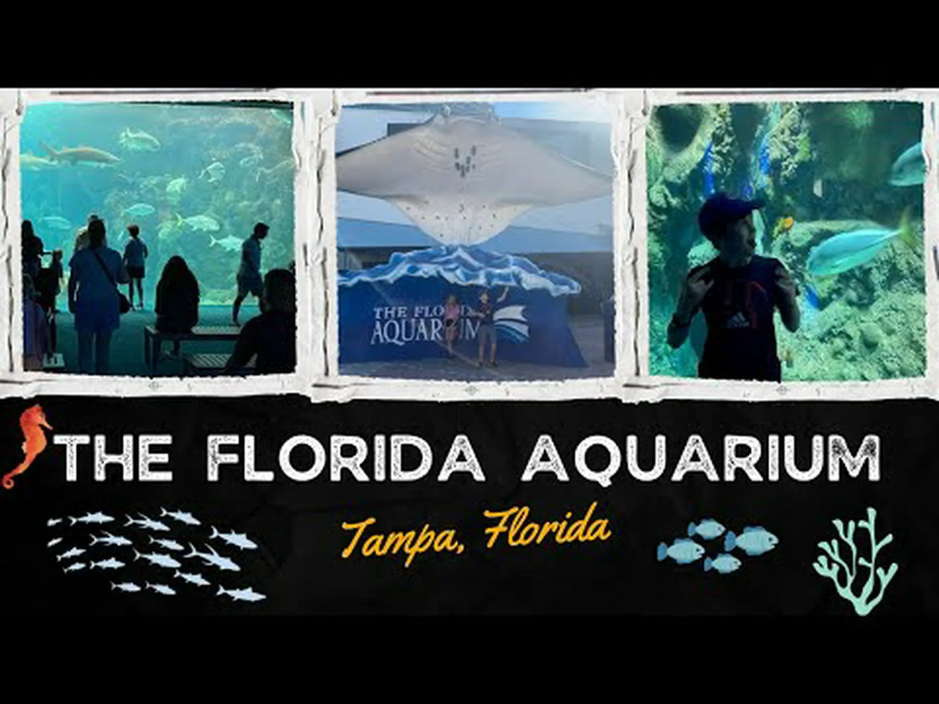 フロリダのベスト水族館 4 つ (2 つは知られていない) フロリダのベスト水族館 4 つ (2 つは知られていない)