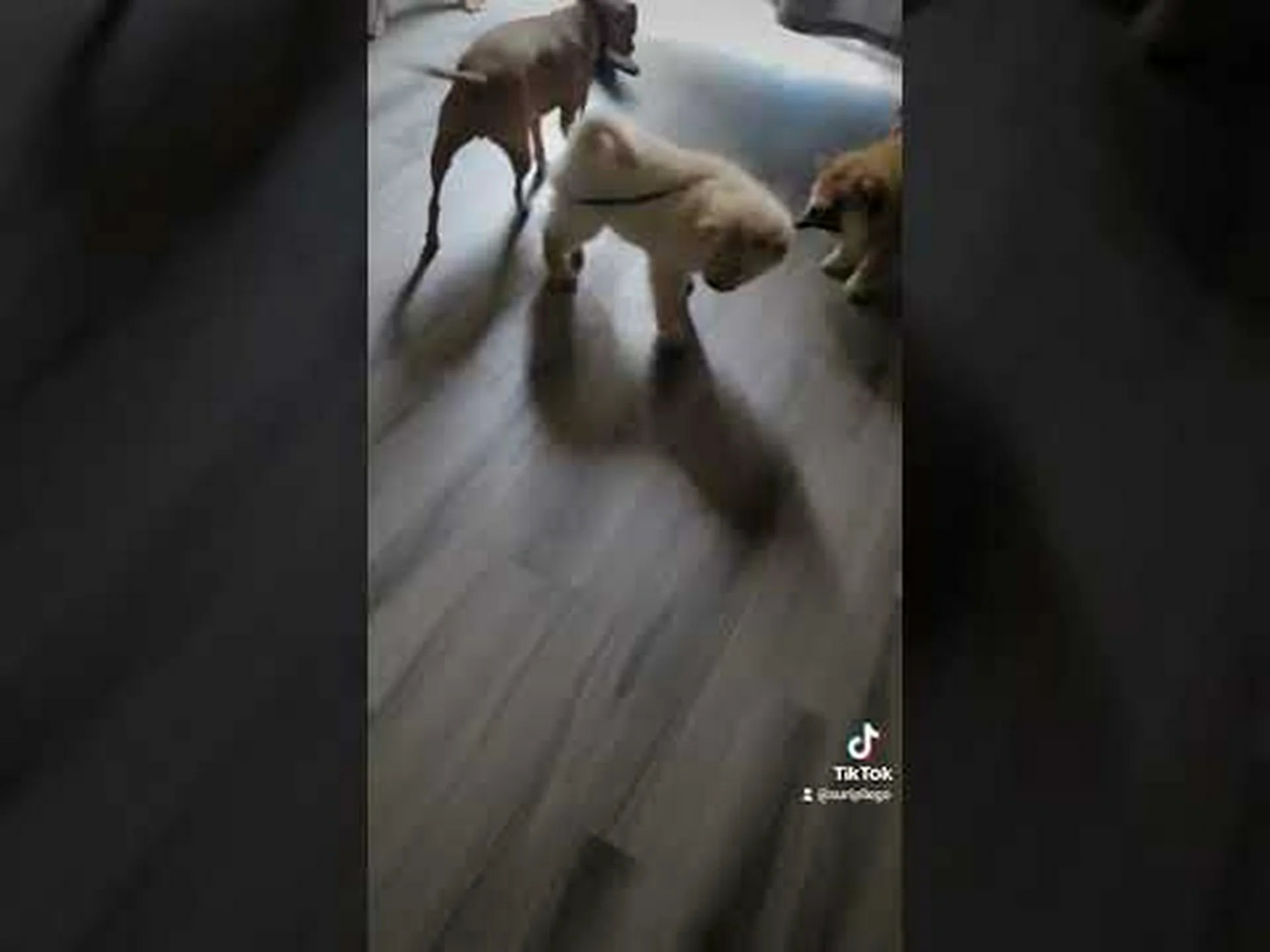 ボクサチについていくつかの驚くべき事実を発見した! ボクサチについていくつかの驚くべき事実を発見した!