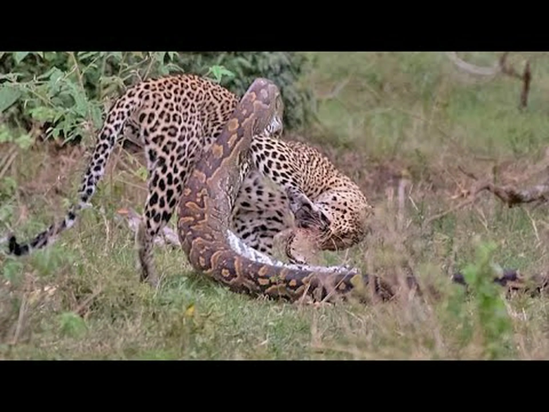 このヒョウが巨大なニシキヘビの支配から何とか逃れる様子を観察してください このヒョウが巨大なニシキヘビの支配から何とか逃れる様子を観察してください